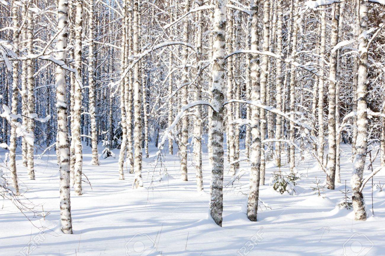 雪の白樺の幹や枝晴れた日冬の森林で の写真素材 画像素材 Image
