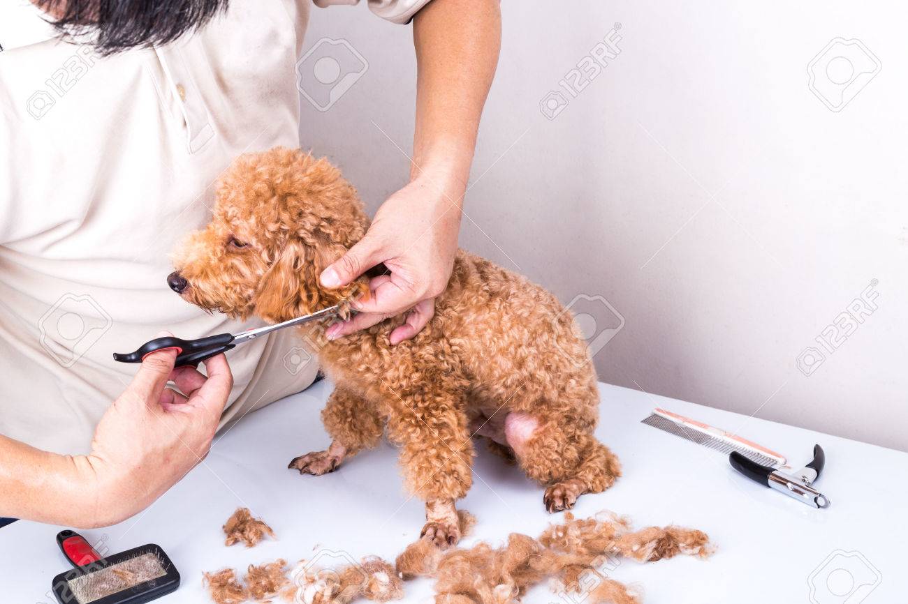 poodle grooming scissors