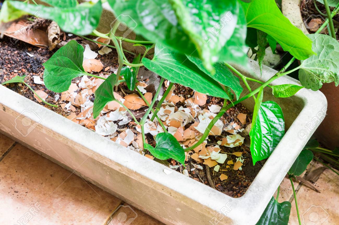crushed egg shell recycled as natural organic garden fertilizer on plants at home stock photo - Organic Garden Fertilizer crushed egg shell recycled as natural organic garden fertilizer on plants at home stock photo - Organic Garden Fertilizer