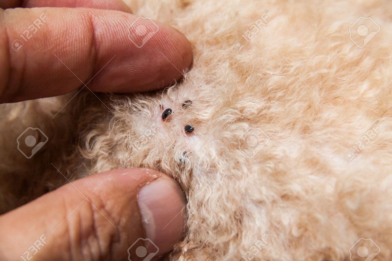 standard bernedoodle