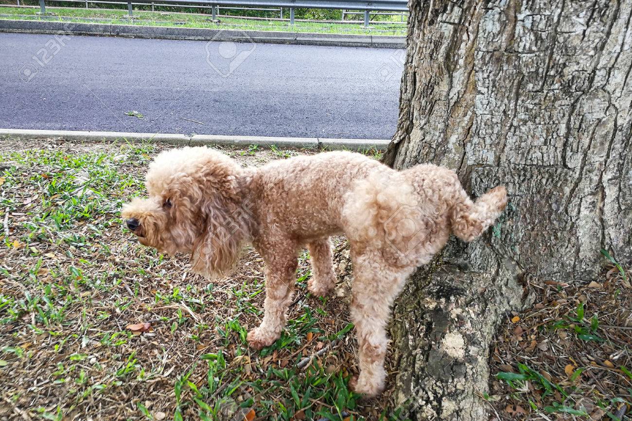 dog peeing on tree dog peeing on tree