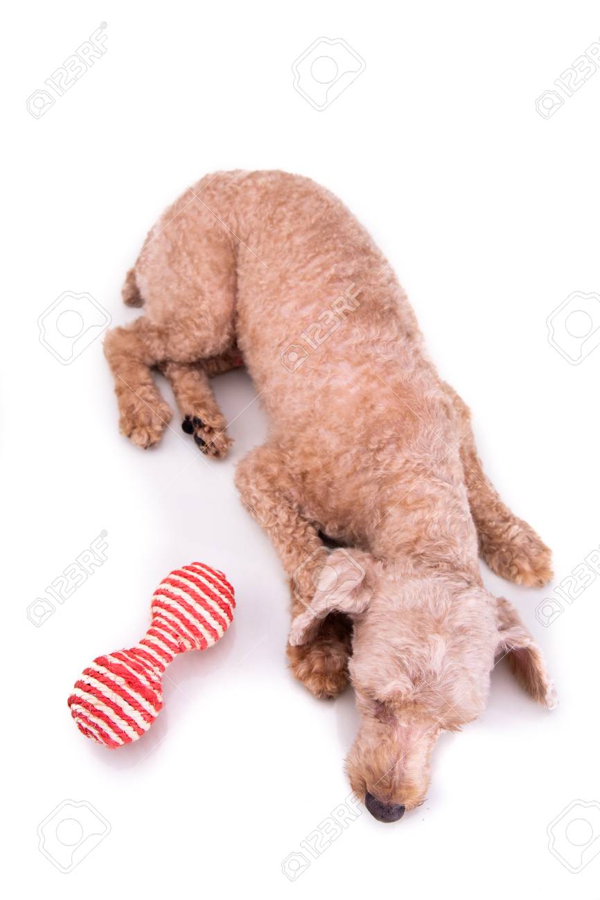 Sad Depressed Poodle Pet Dog After Short Hair Cut Grooming Against