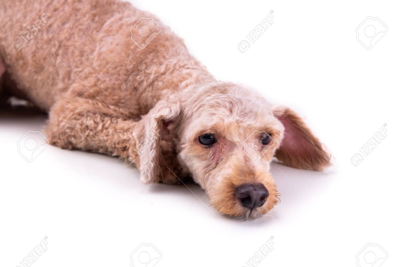 Sad Depressed Poodle Pet Dog After Short Hair Cut Grooming Against