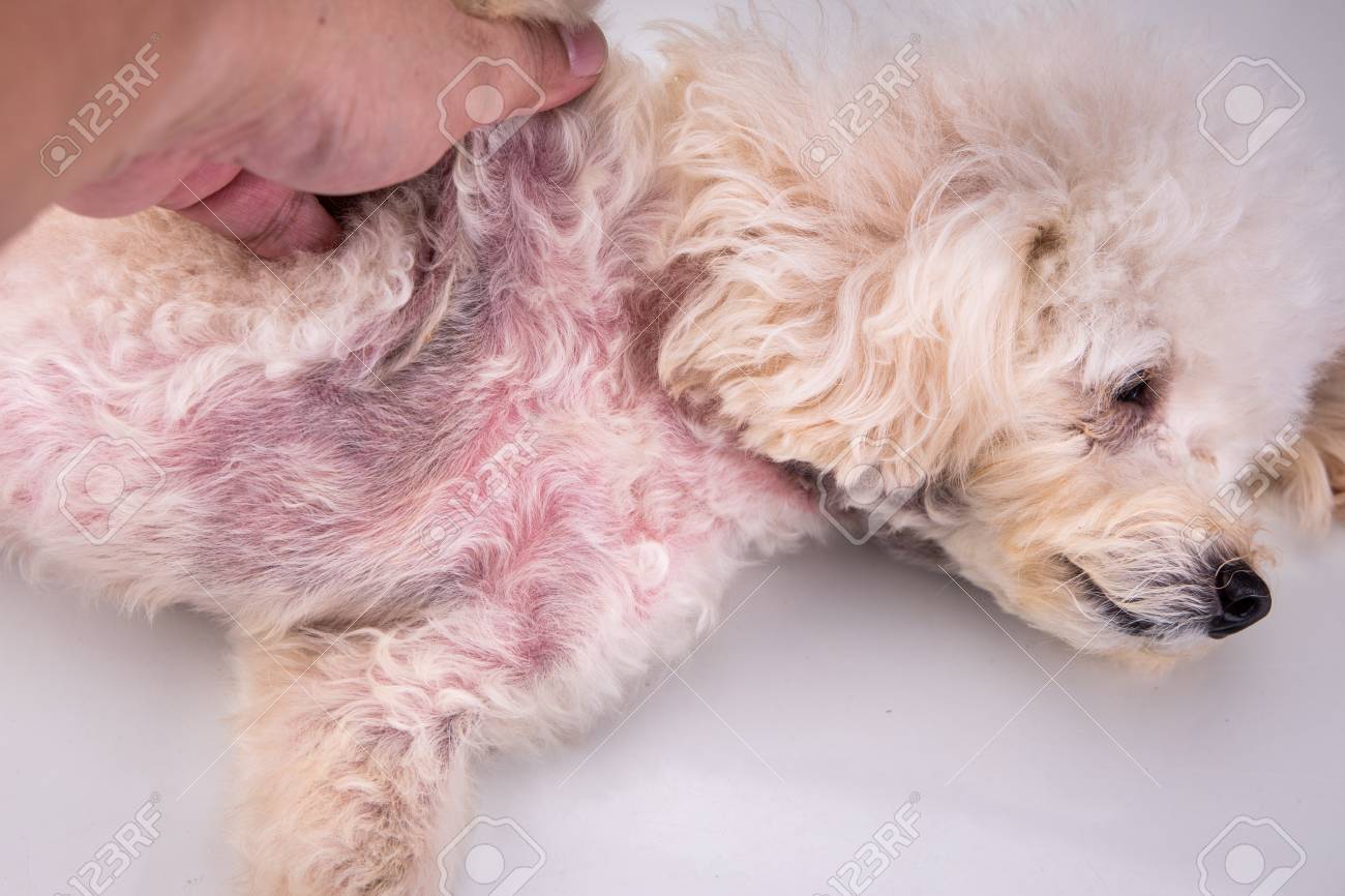 Pet Dog Body With Red Irritated Skin Due To Yeast Infection And Kerato Seborrhoeic Disorders Stock Photo Picture And Royalty Free Image Image 120610571