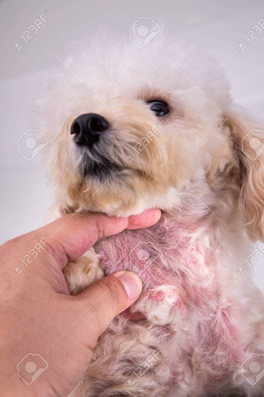 Pet Dog Body With Red Irritated Skin Due To Yeast Infection And Allergy Stock Photo Picture And Royalty Free Image Image 135327773