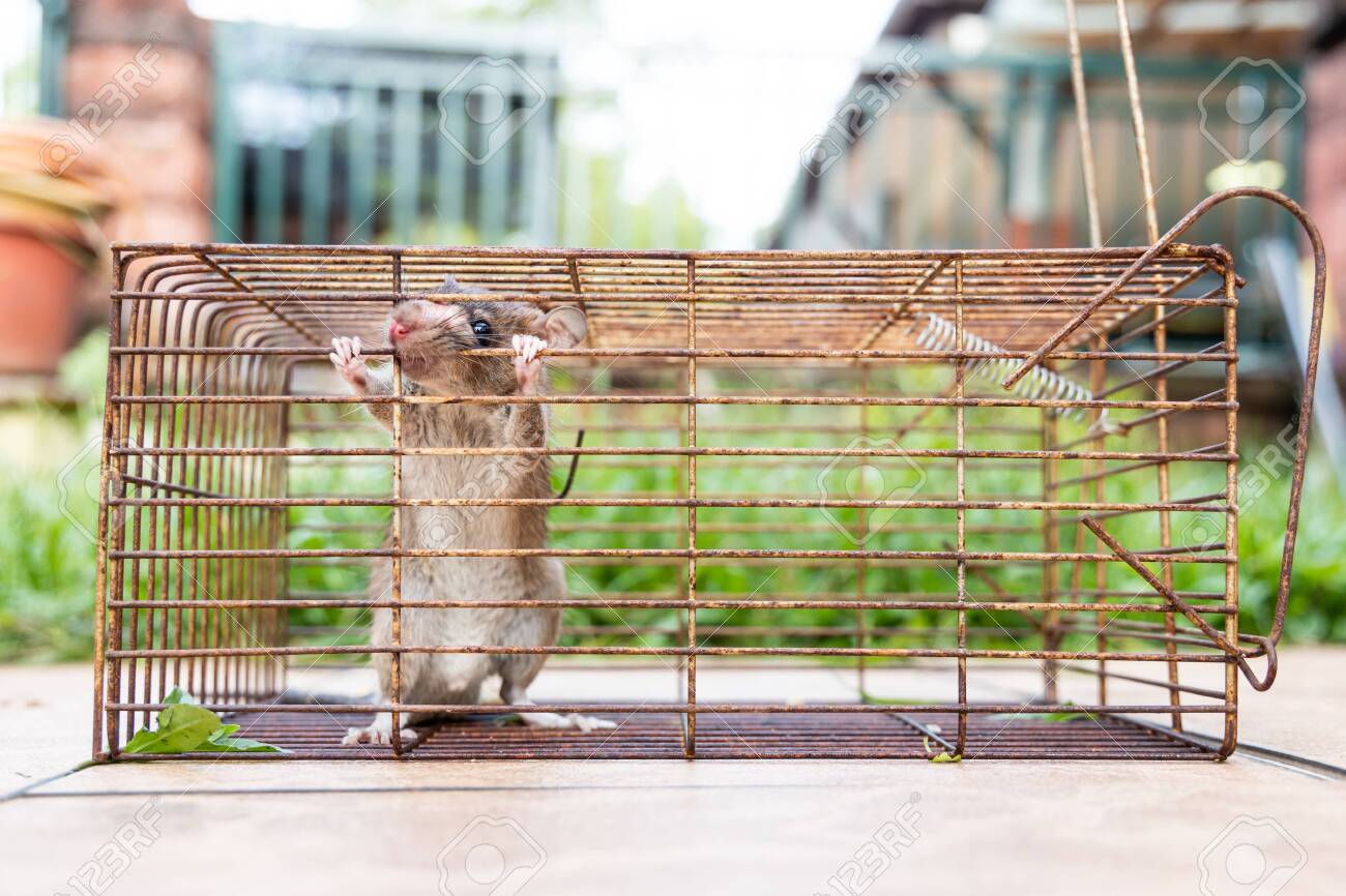 Rat in sale a cage