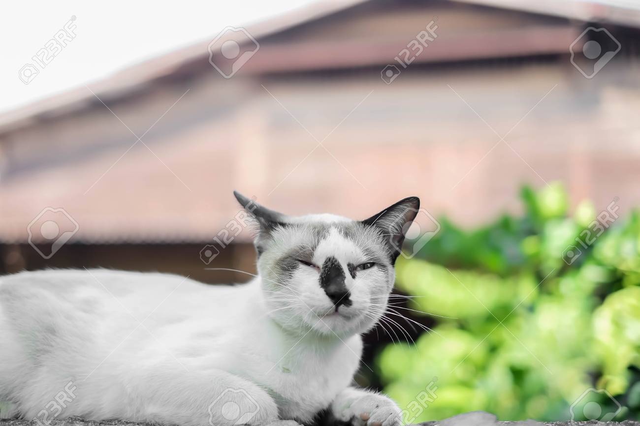 etiam-dictum-ipsum-a-felis