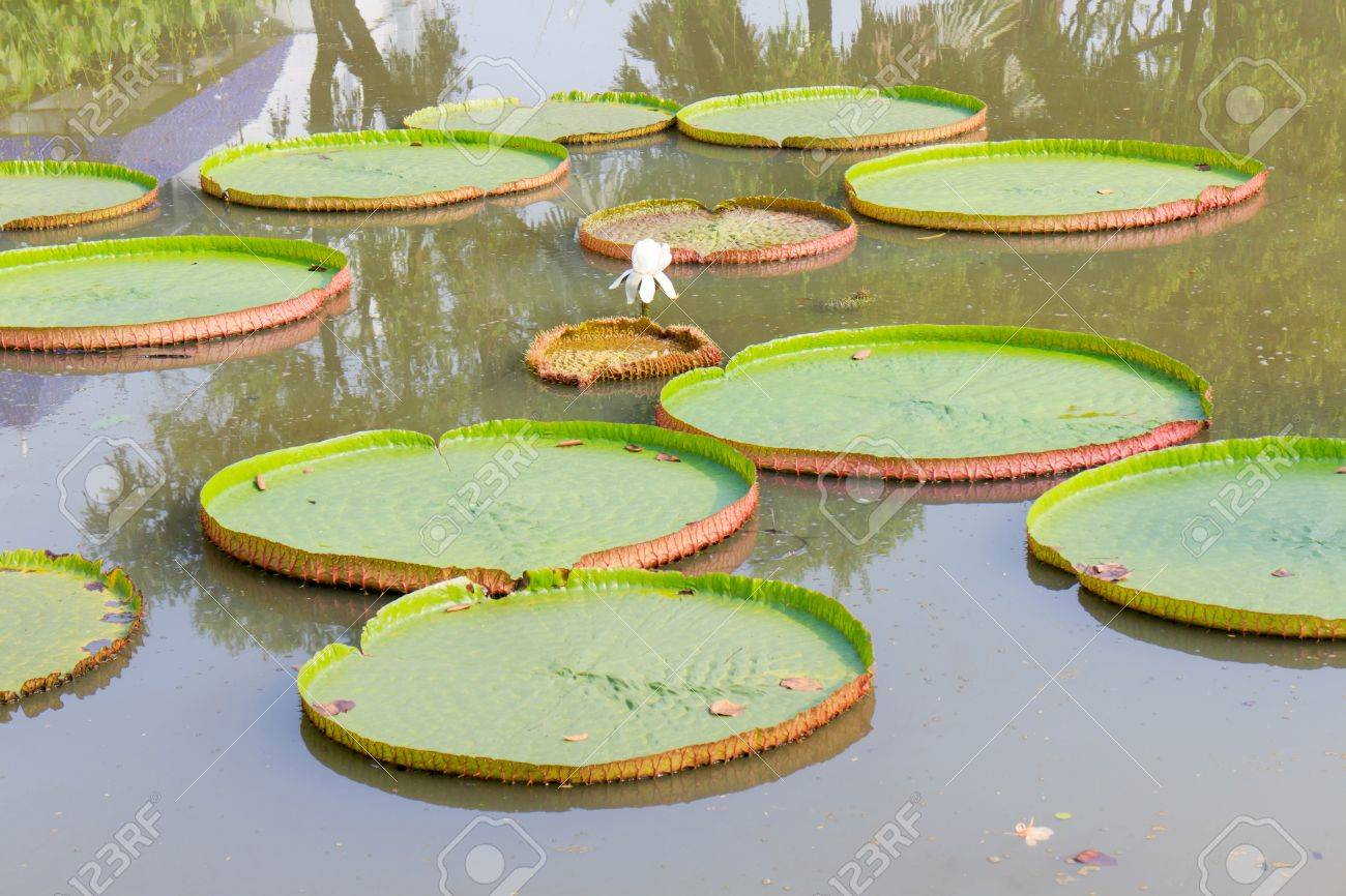 ビクトリア ロングウッド ハイブリッド 大きなトレイ 川に浮かぶように見える植物です の写真素材 画像素材 Image