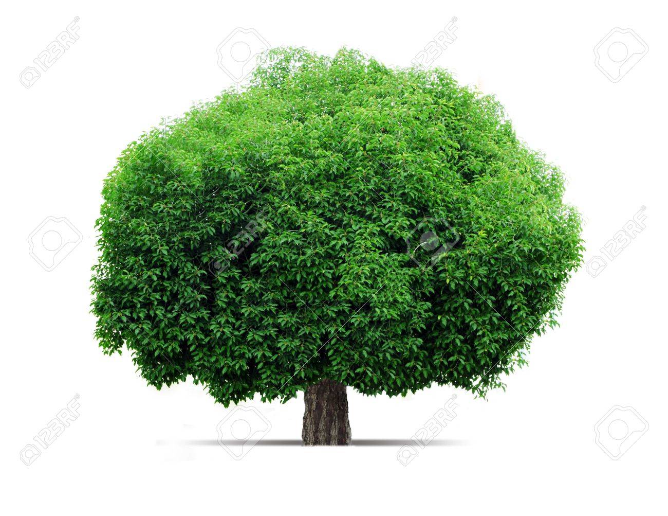 The Big Green Tree Standing On A White Background Stock Photo Picture And Royalty Free Image Image The Big Green Tree Standing On A White Background Stock Photo Picture And Royalty Free Image Image