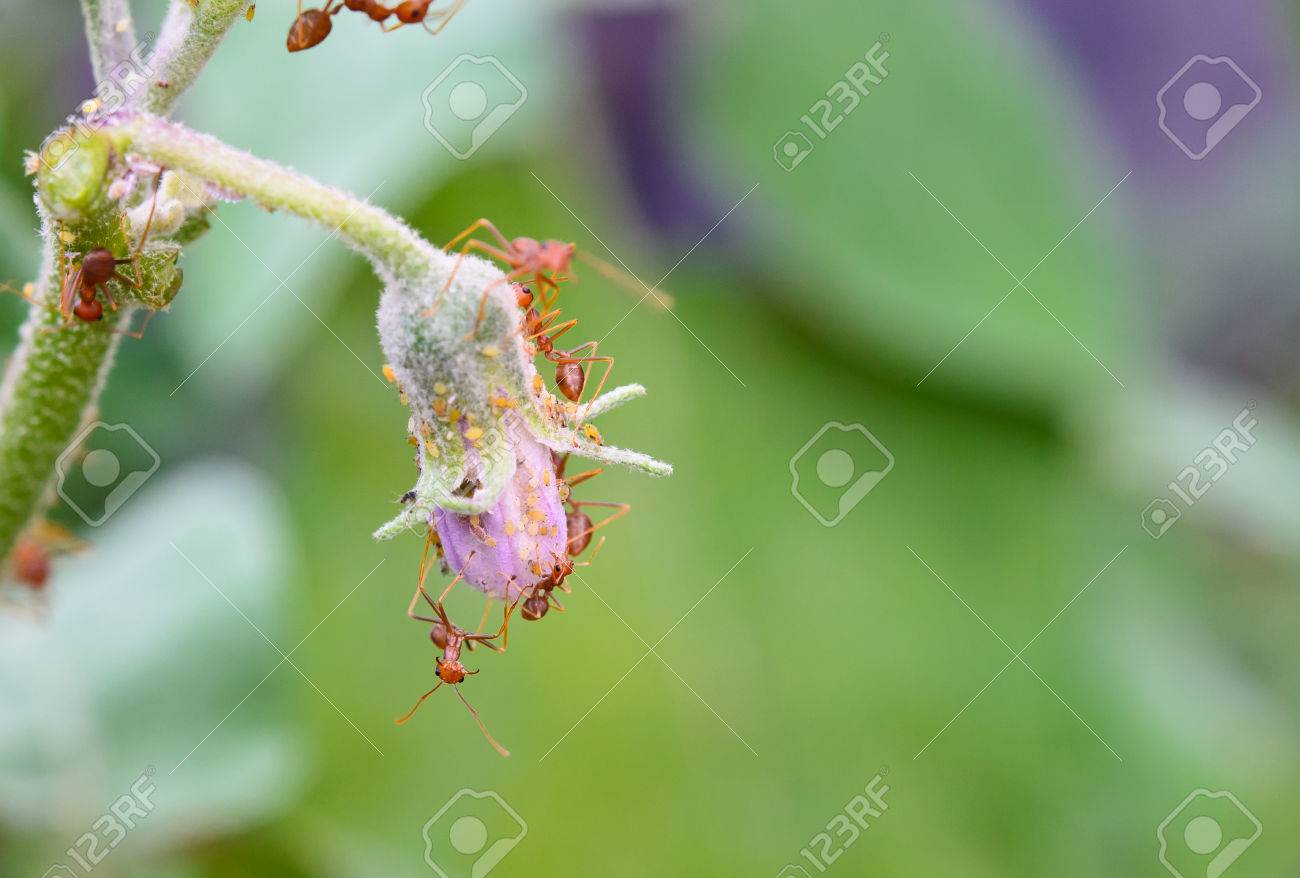 蟻とアブラムシ茄子花緑の葉の上 の写真素材 画像素材 Image