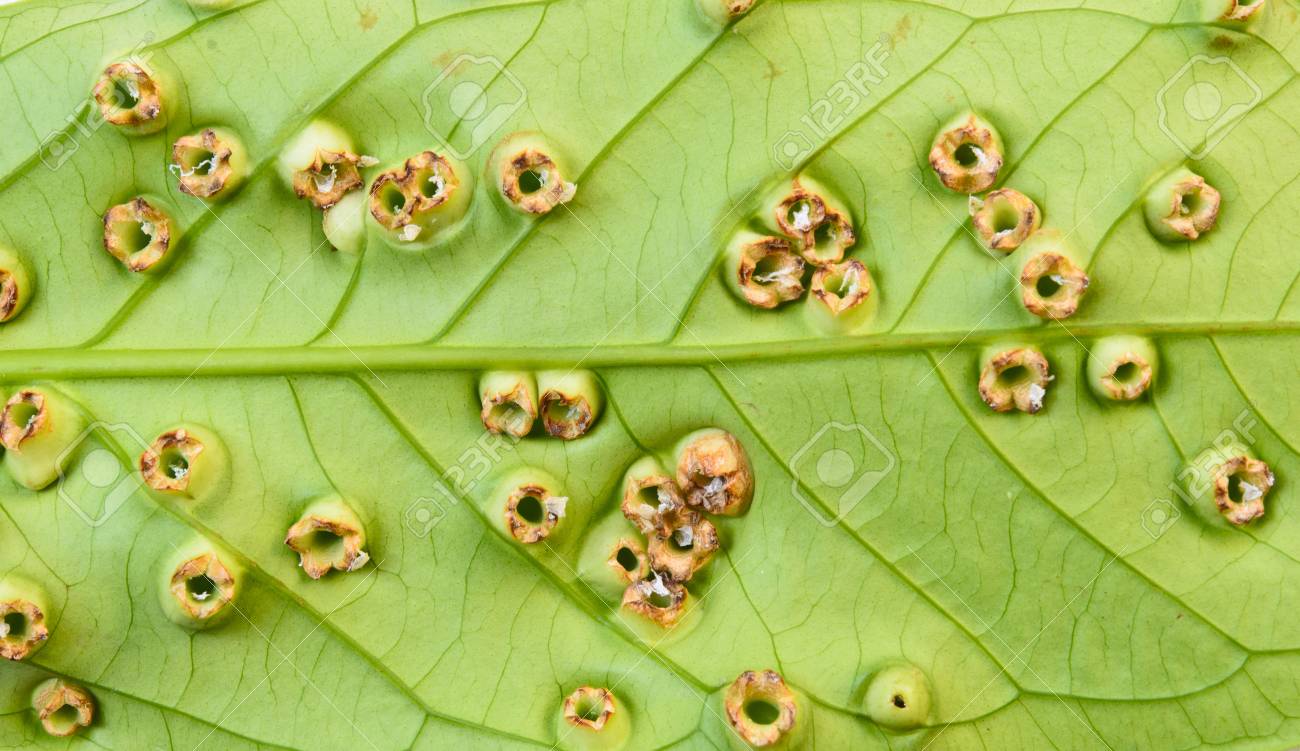 ツリーの葉の病気 の写真素材・画像素材. Image 37448104.