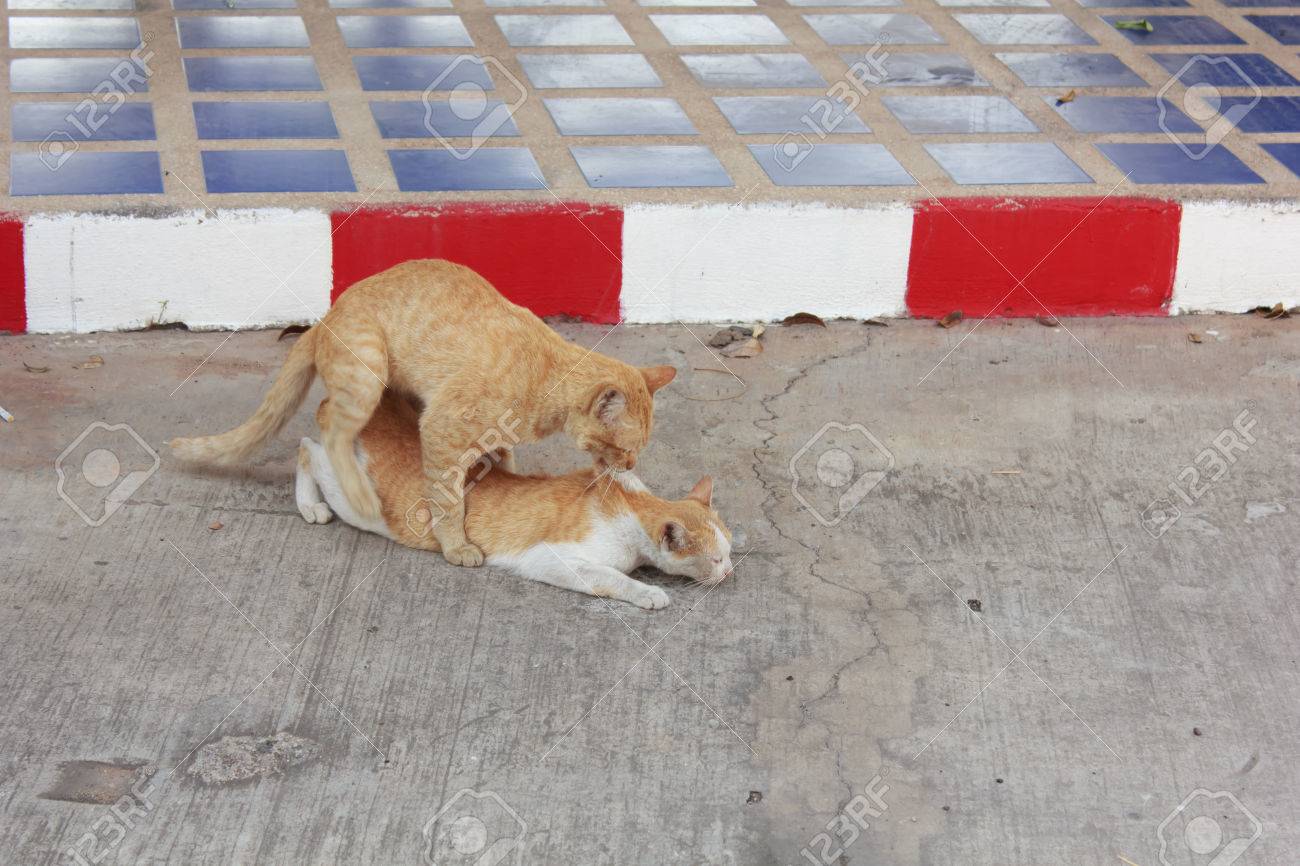 幸せな猫セックスの写真素材・画像素材 Image 26035433