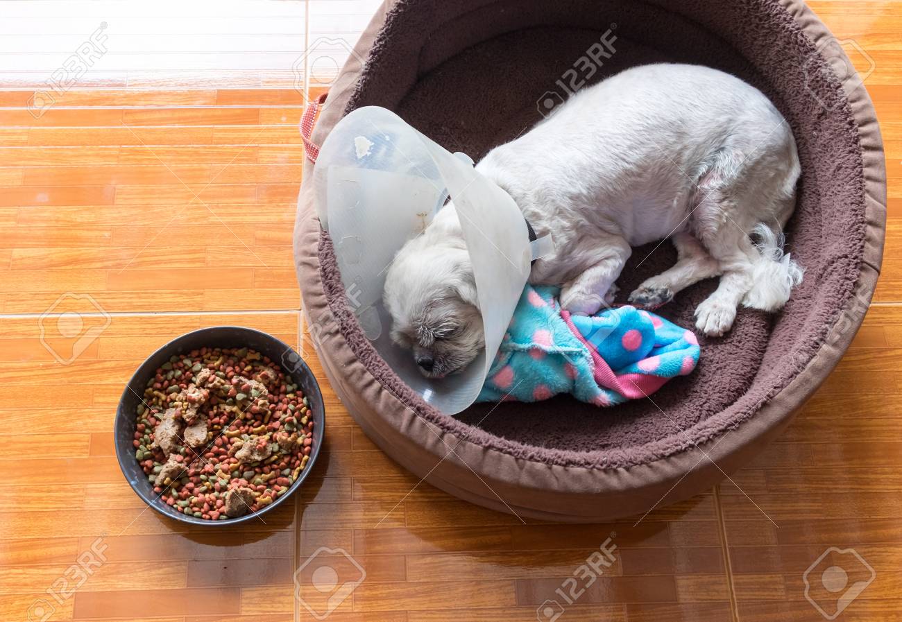 dog sleeping with cone