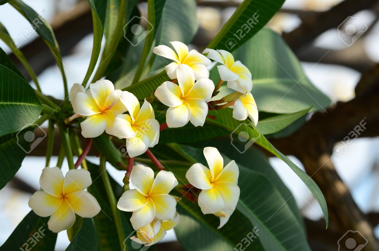 Plumeria Flower. white flower.Yellow flower or white flower background.Colorful..