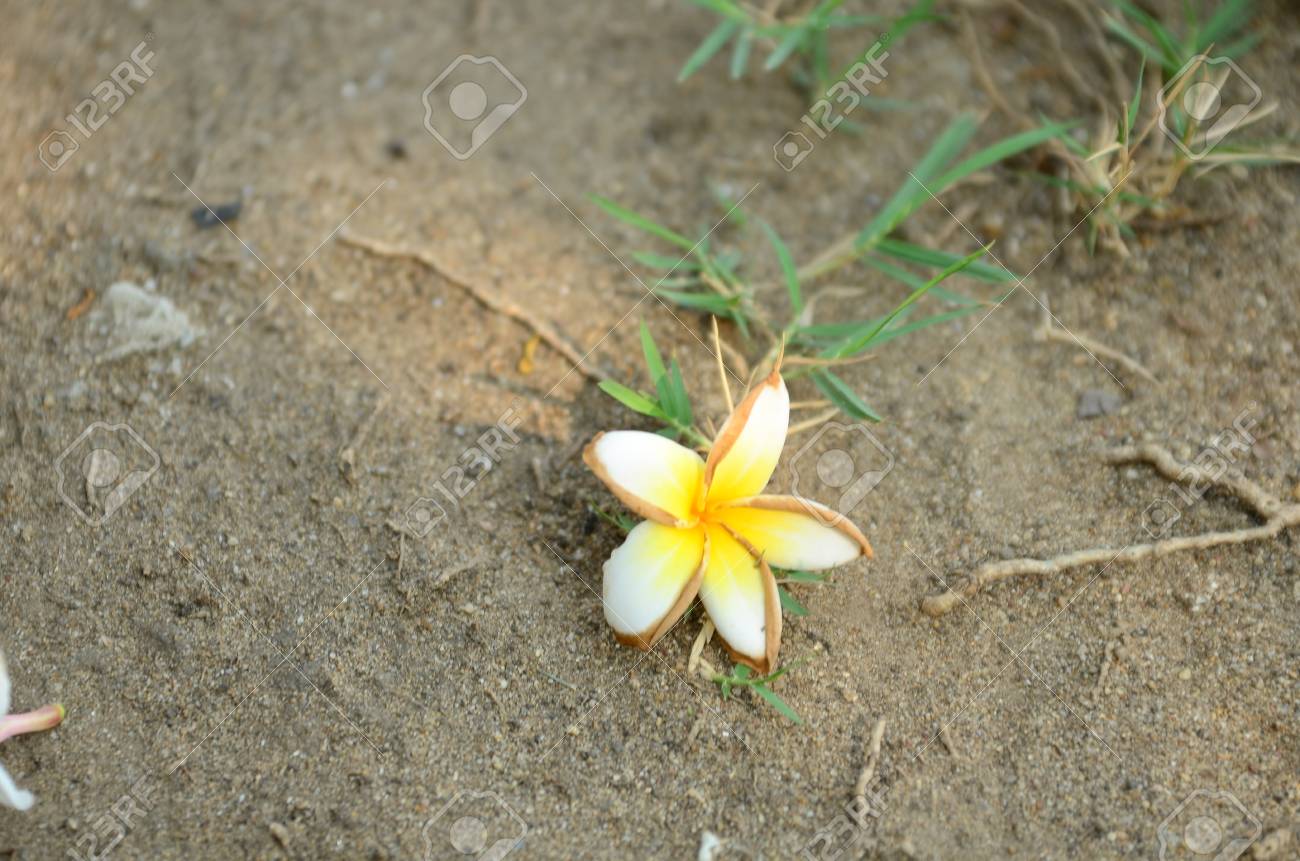 frangipani, Colorful flowers.Group of flower.group of yellow..