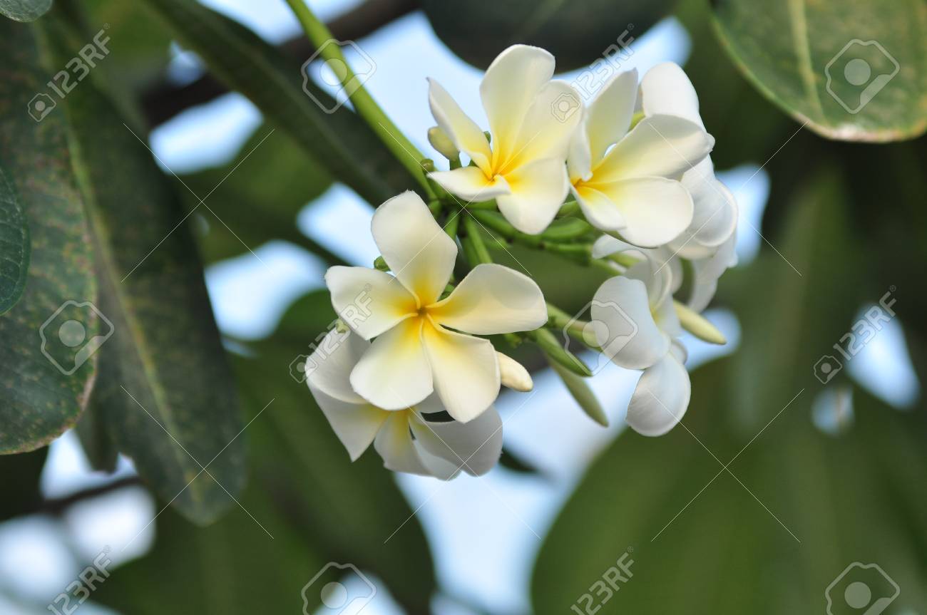 自然の中でカラフルな花 私の庭に白い花 白と黄色 ビーチに咲くプルメリアの花 の写真素材 画像素材 Image