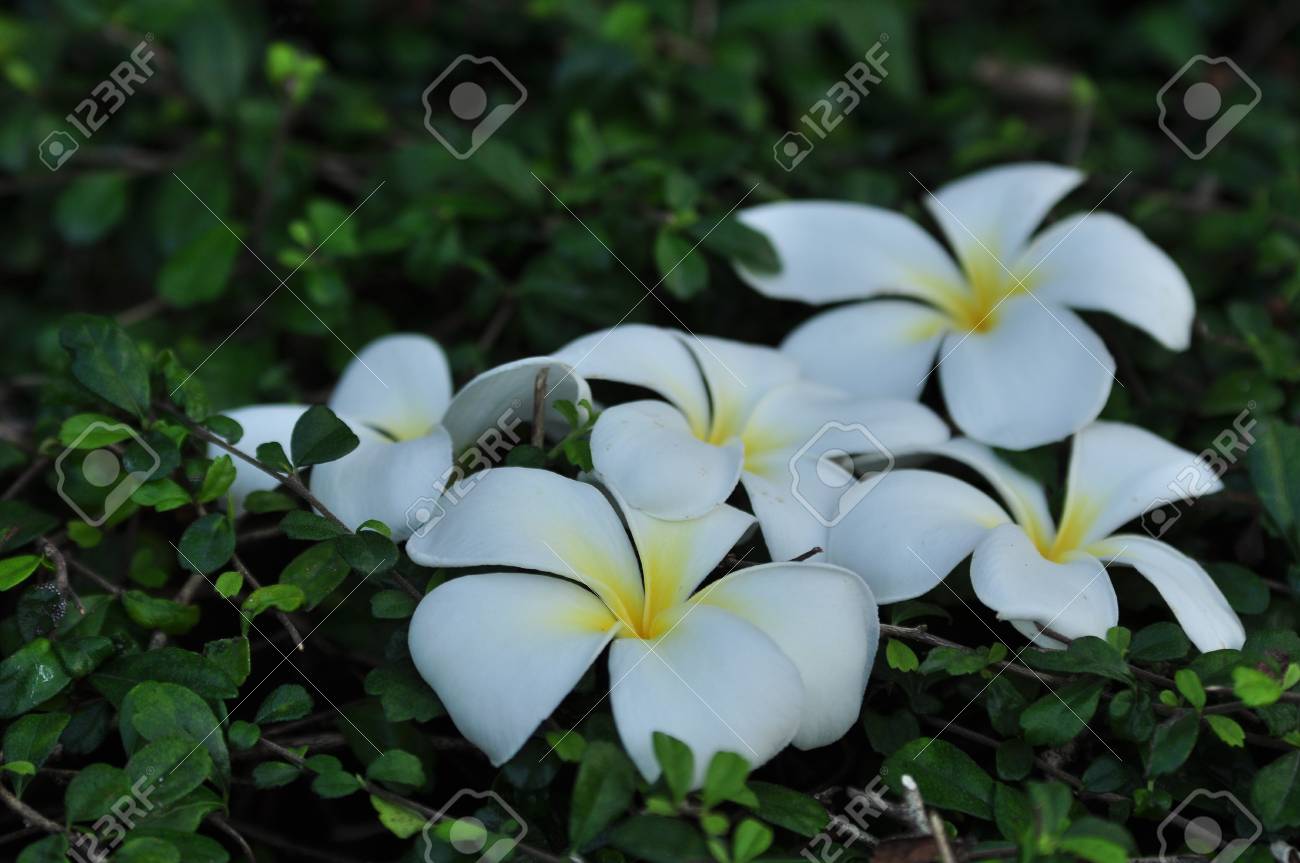 自然の中でカラフルな花 私の庭に白と黄色の白い花 庭に咲くプルメリアの花 の写真素材 画像素材 Image