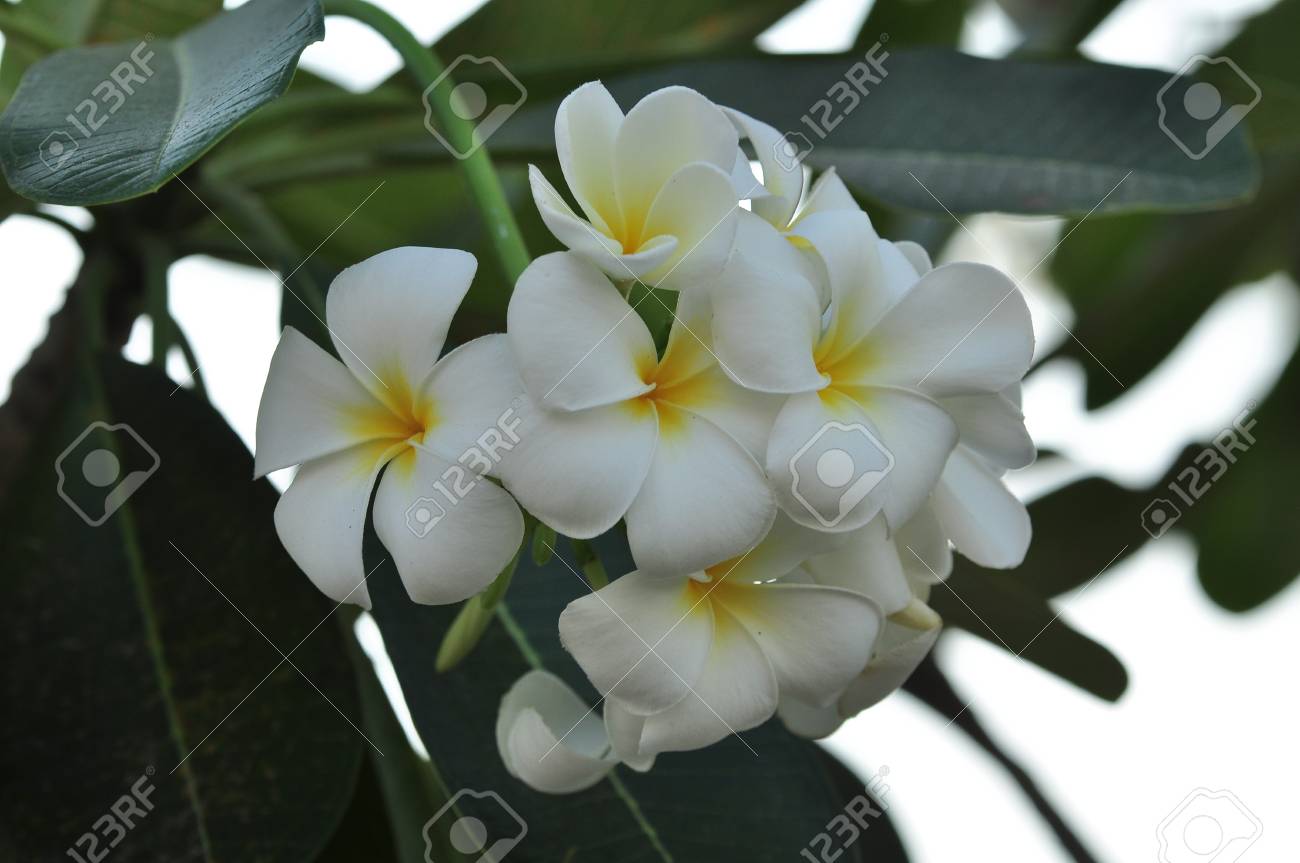自然の中でカラフルな花 私の庭に白い花 白と黄色 庭に咲くプルメリアの花 の写真素材 画像素材 Image
