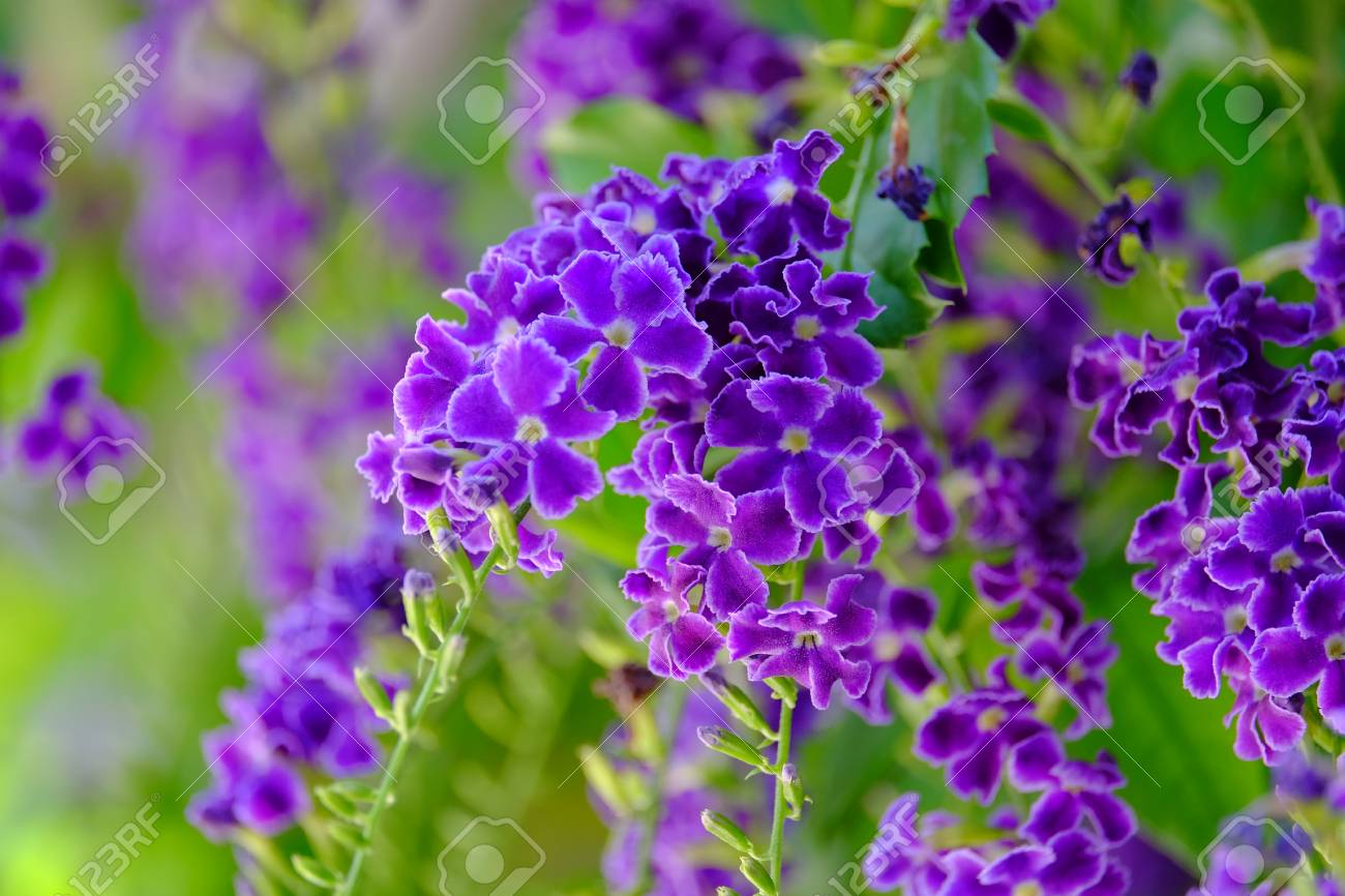 Bright Purple Flowers And Green Leaves In The Garden. Stock Photo, Picture  And Royalty Free Image. Image 100560593.