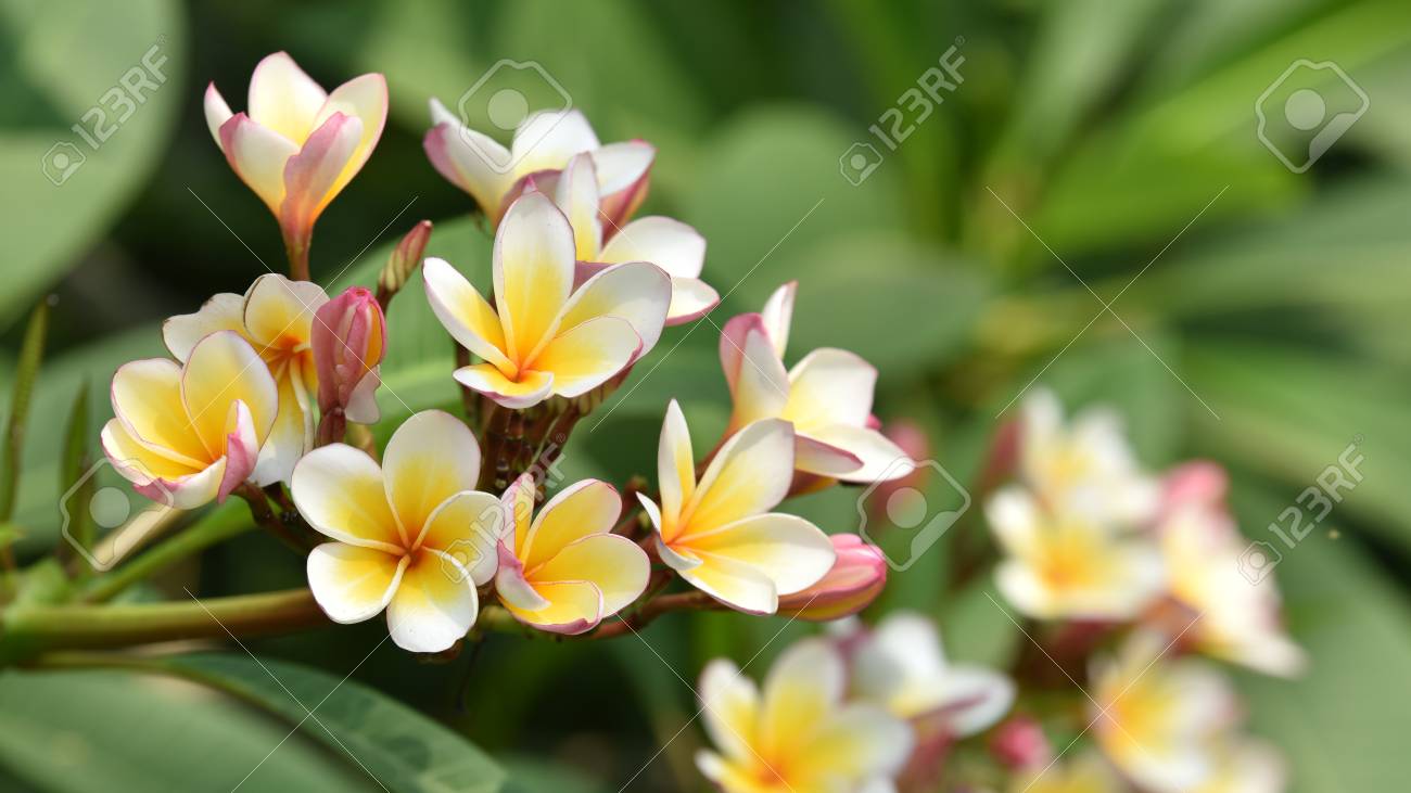 私の庭でカラフルな花 白と黄色 ビーチに咲くプルメリアの花 白と黄色のフランジパニの花 の写真素材 画像素材 Image