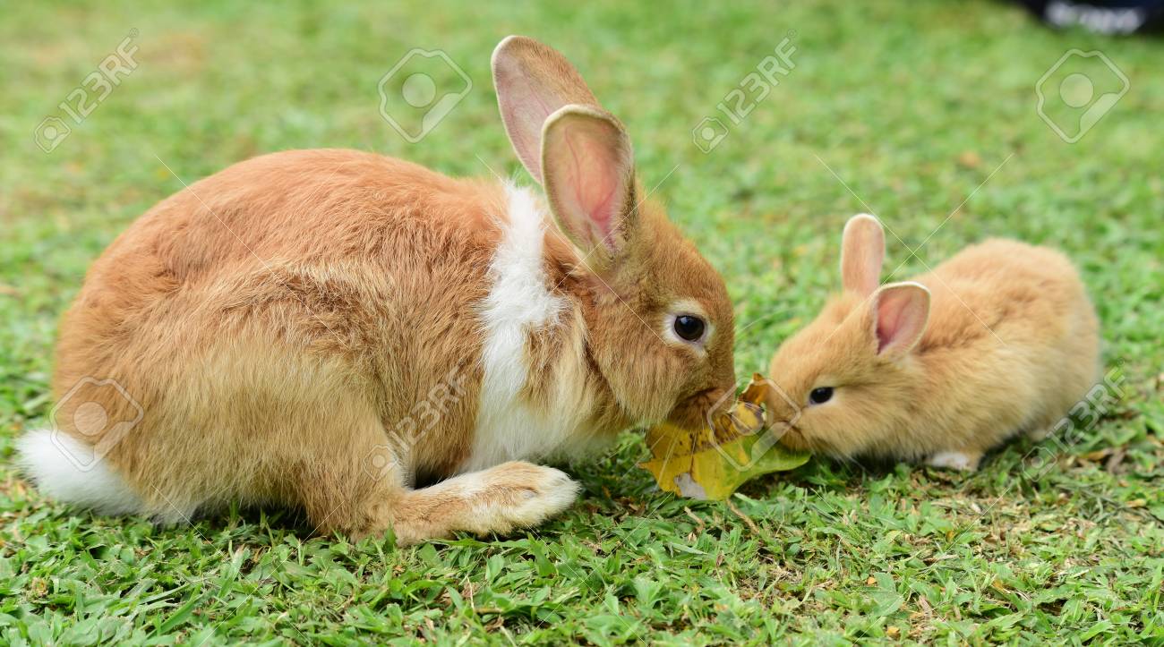 cute rabbit brown and white rabbit mother and baby walking