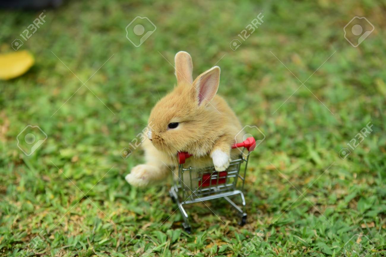 cute little rabbit