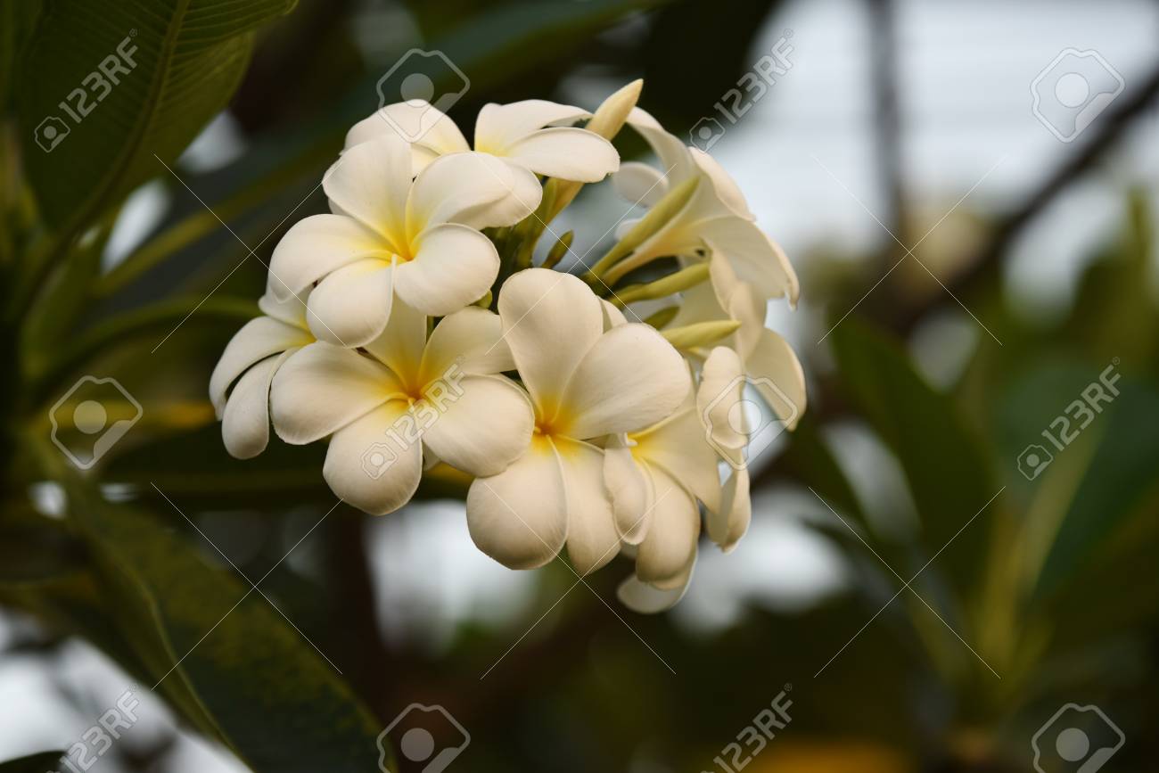 White flowers with sun At sunset light.pink and yellow Plumeria..