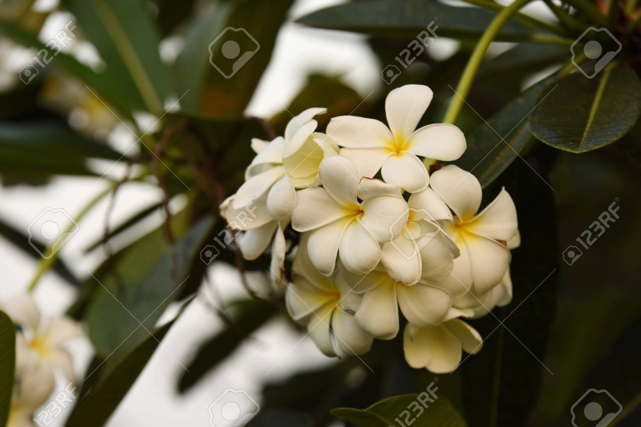 White flowers with sun At sunset light.pink and yellow Plumeria..