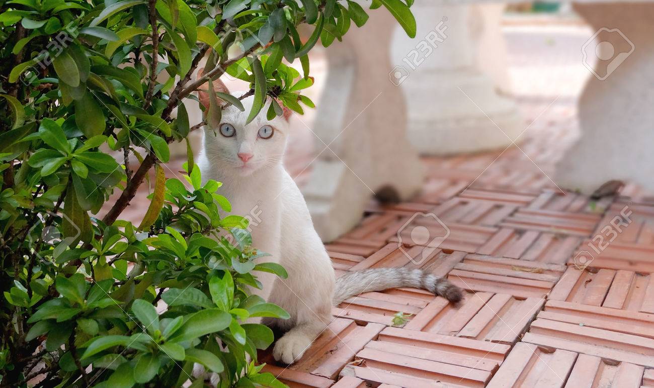 Stray Hide De Jeu De Chat Et De Chercher Derriere Les Arbres Banque D Images Et Photos Libres De Droits Image Stray Hide De Jeu De Chat Et De Chercher Derriere Les Arbres Banque D Images Et Photos Libres De Droits Image
