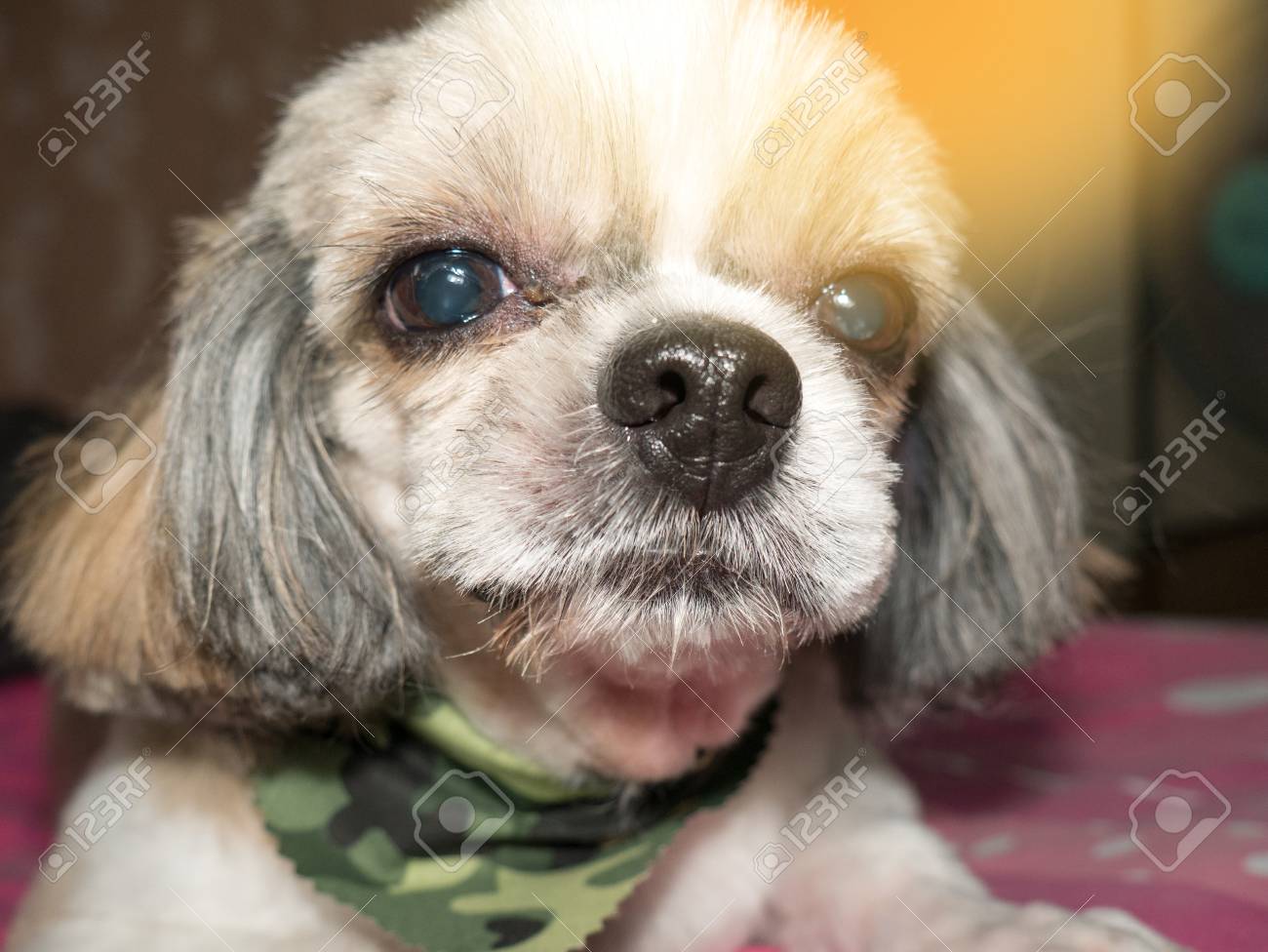 シーズー 家庭で オーナーに愛される 本当の友人 陽気な習慣を持っている の写真素材 画像素材 Image