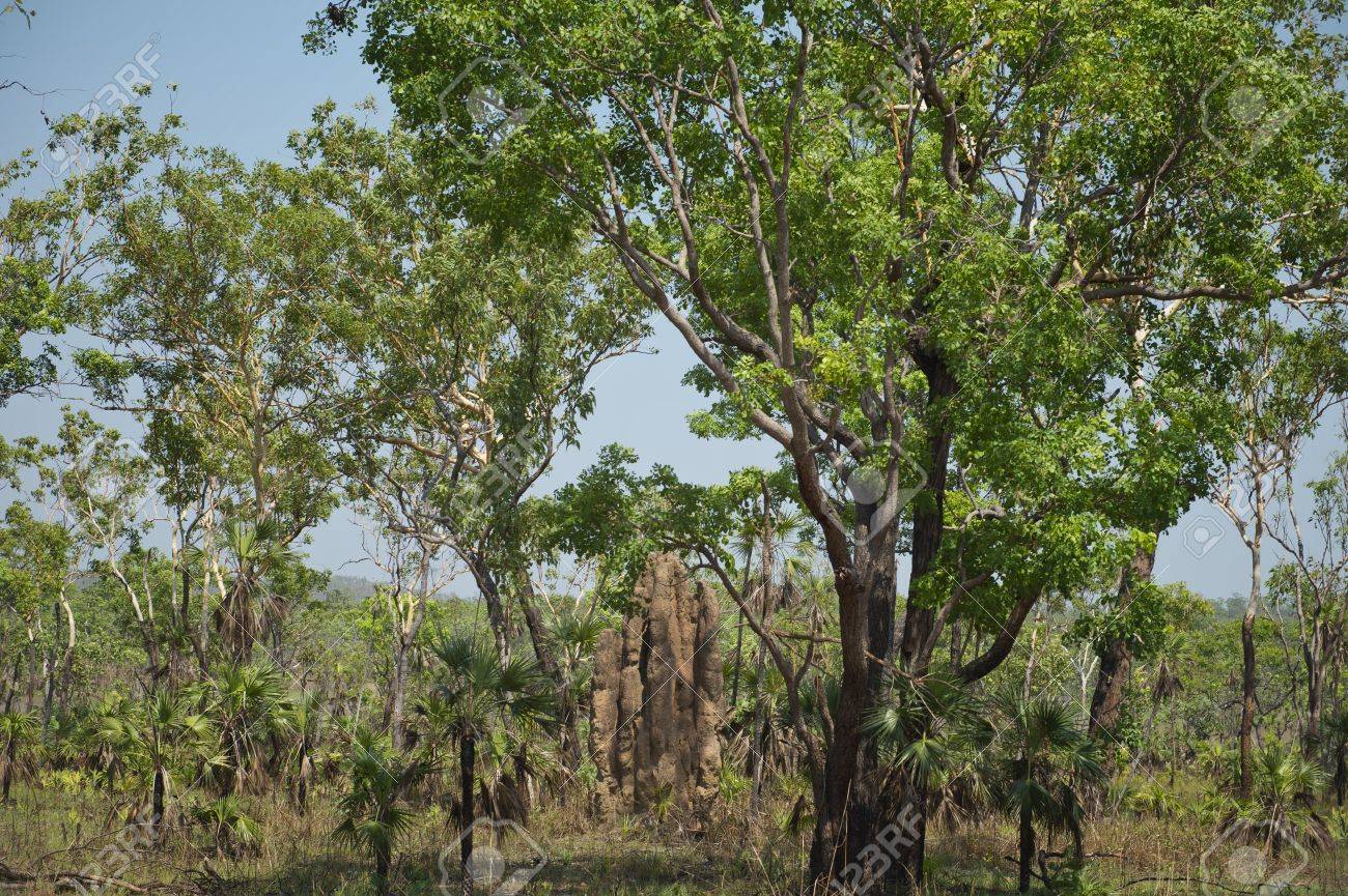 Termite Mound in the Australian bush at Litchfield National Park. - 16210508 Termite Mound in the Australian bush at Litchfield National Park. - 16210508