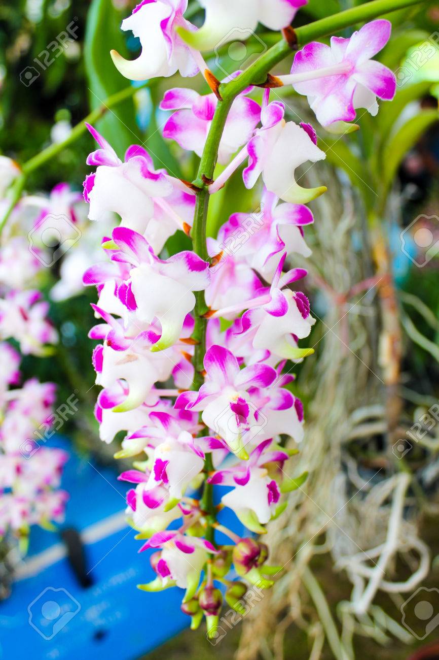 蘭白ドット ピンク 科学的な名前 Aerides Odorata カツヲ の写真素材 画像素材 Image 蘭白ドット ピンク 科学的な名前 Aerides Odorata カツヲ の写真素材 画像素材 Image