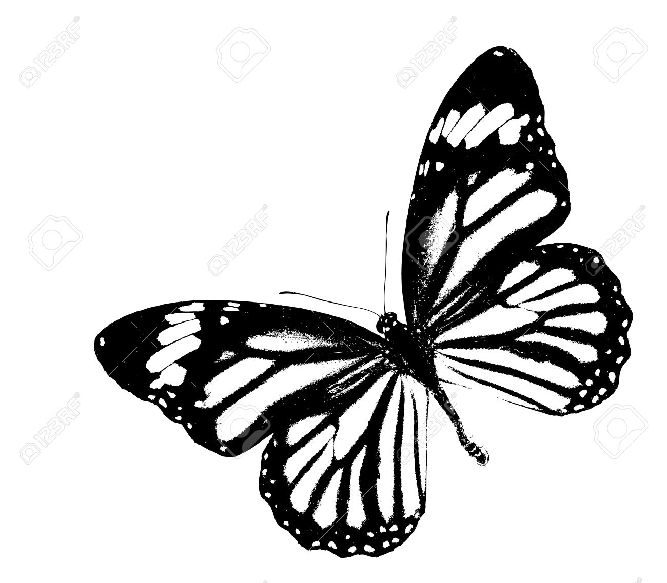 Schwarz Und Weiss Monarch Butterfly Fliegen Auf Isolated White Lizenzfreie Fotos Bilder Und Stock Fotografie Image 15299245