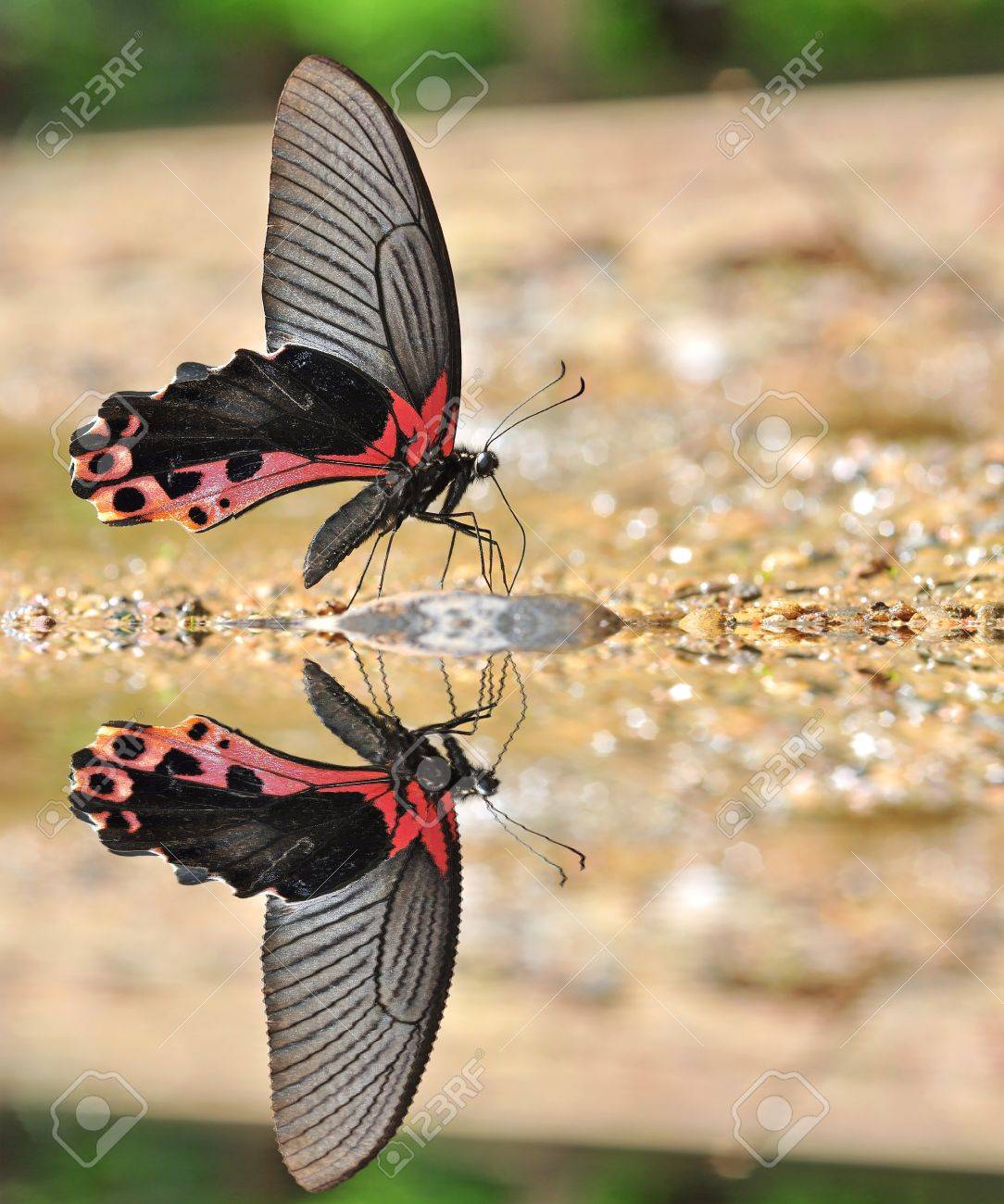 黒と赤の蝶アゲハ Aclmenor 自然にコマドリの賭け の写真素材 画像素材 Image