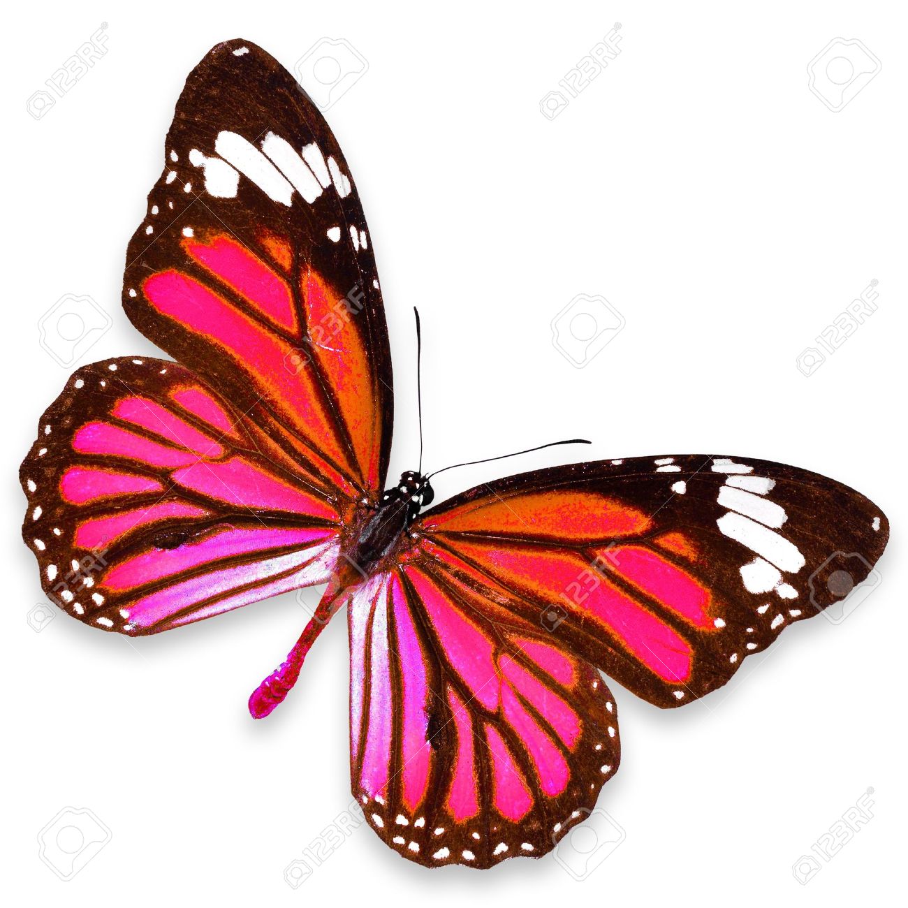 新しいコレクション 専用 蝶々天使 プラクルアン 蝶々 ピンク 人気no 1 本体