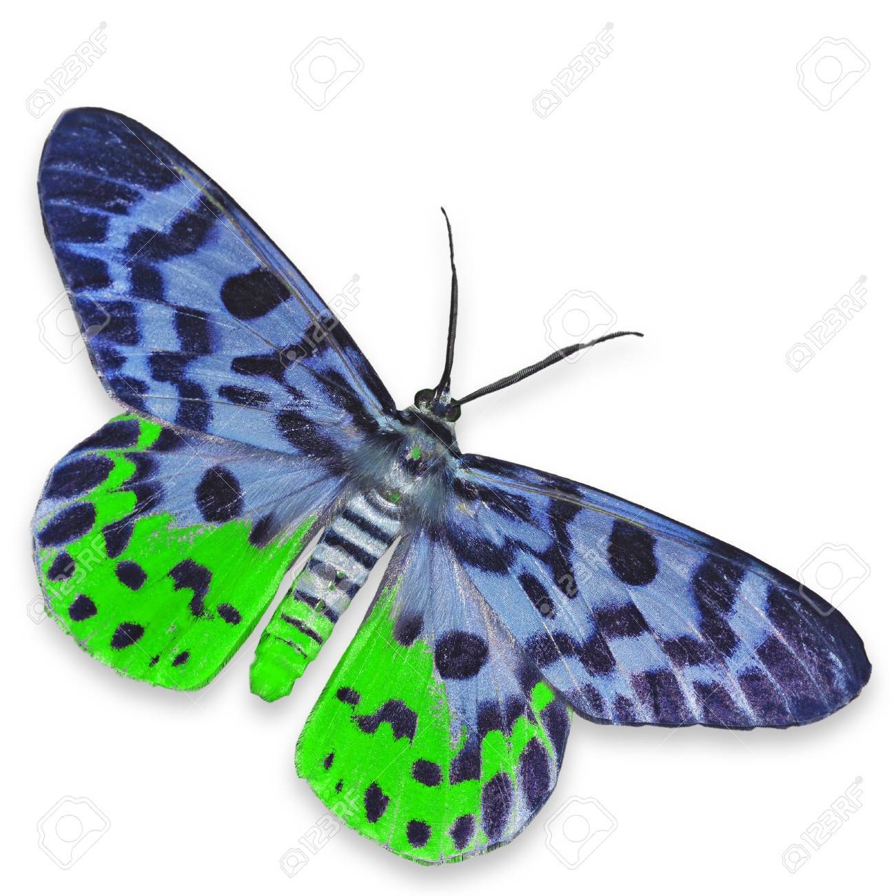 青と緑の蛾蝶白で隔離 の写真素材 画像素材 Image