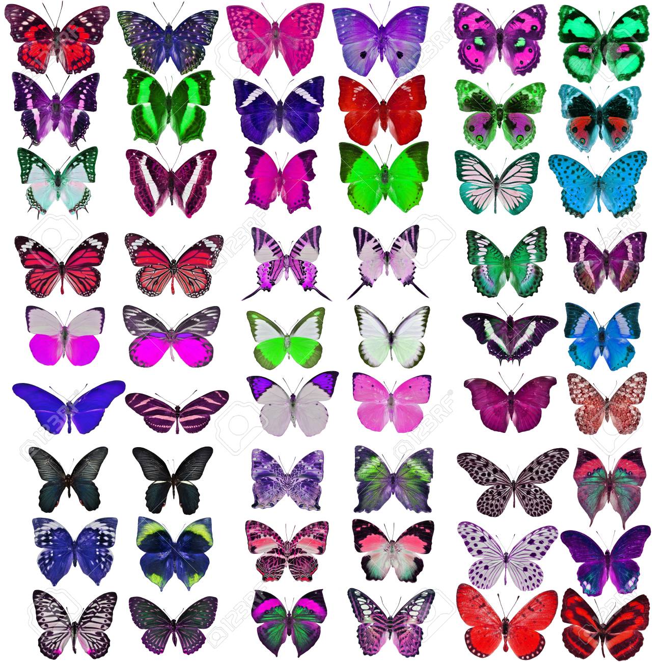 Collection Of Colorful Butterflies Stock Photo, Picture and Royalty Free  Image. Image 18414922., image size:1300x1300