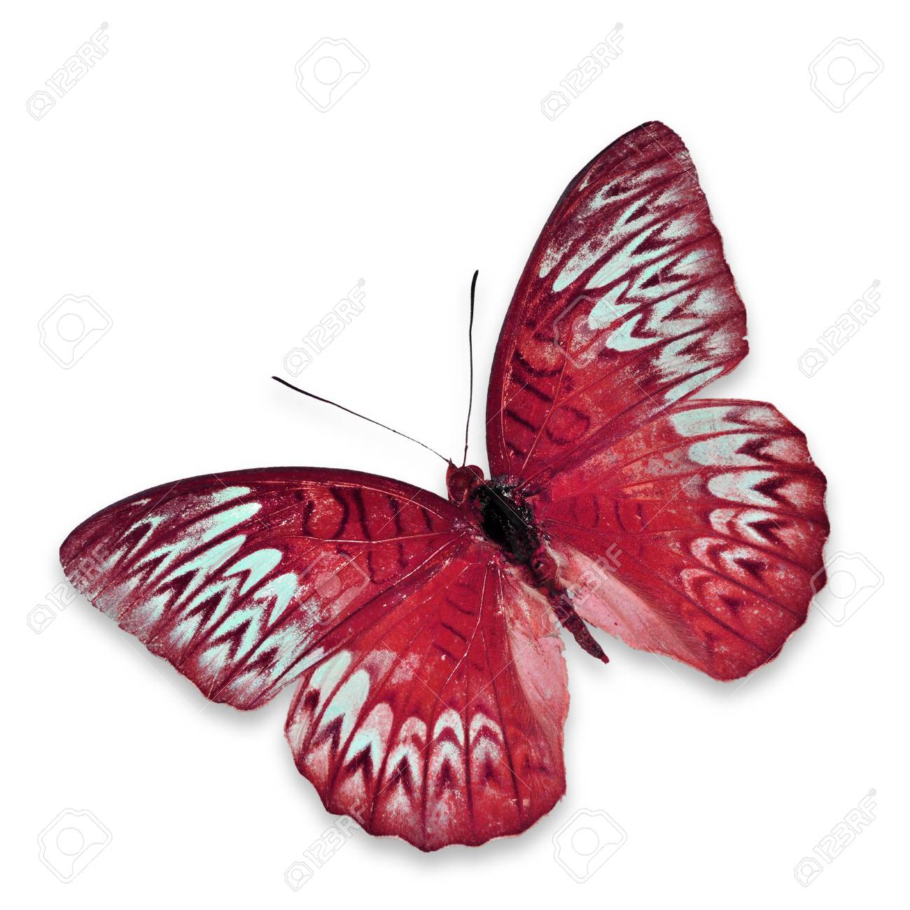 赤蝶飛ぶ の写真素材 画像素材 Image