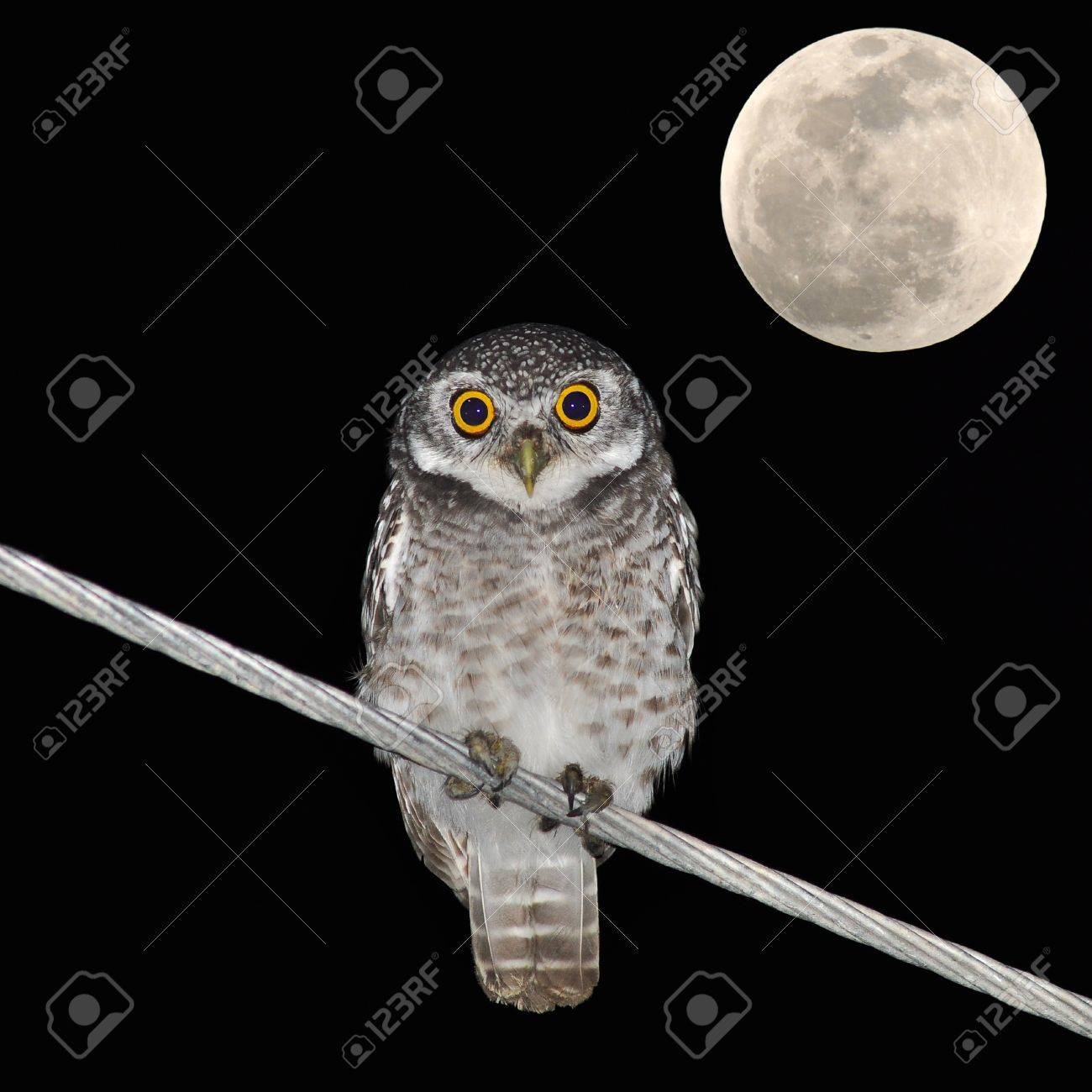 日本画 「夜時の白フクロウ」 時間と空間を操る幸福のフクロウ。