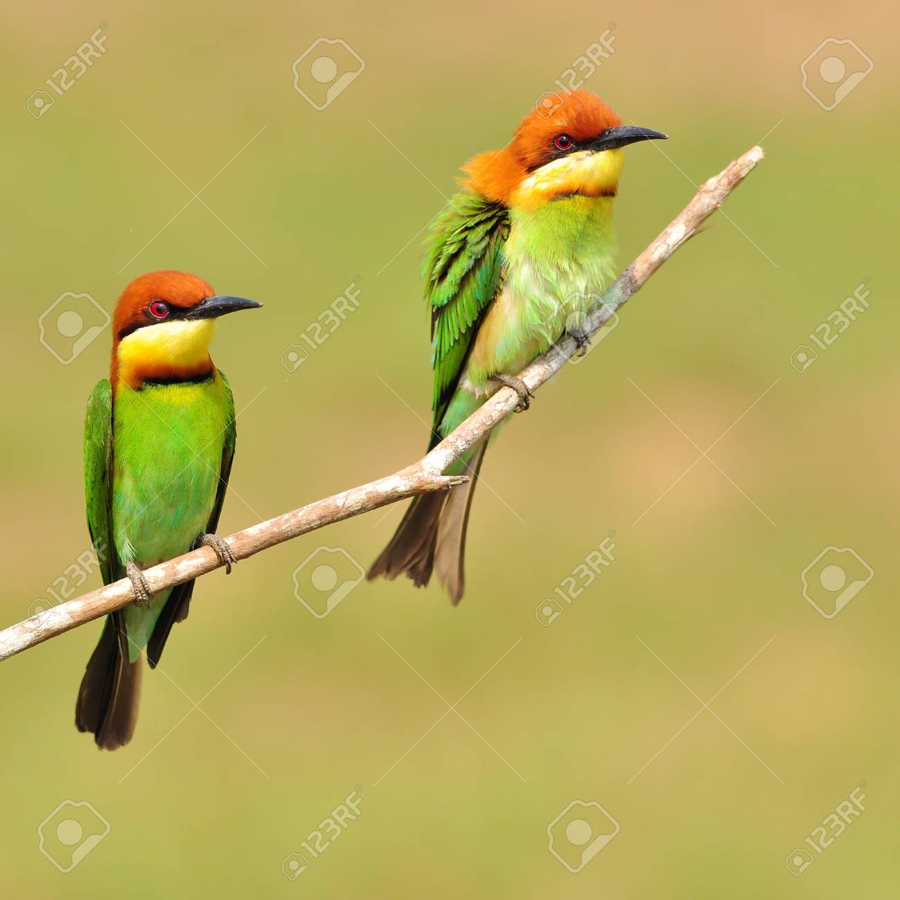 蜂を食べる鳥のカップル の写真素材 画像素材 Image 21623958