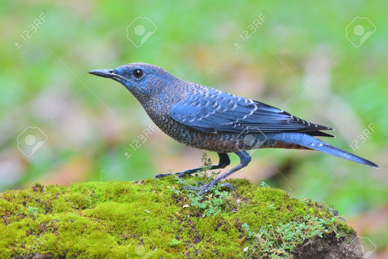 4 Pieces Set. Concrete Birds. Small Statues for Garden. - Etsy, image size:1300x866