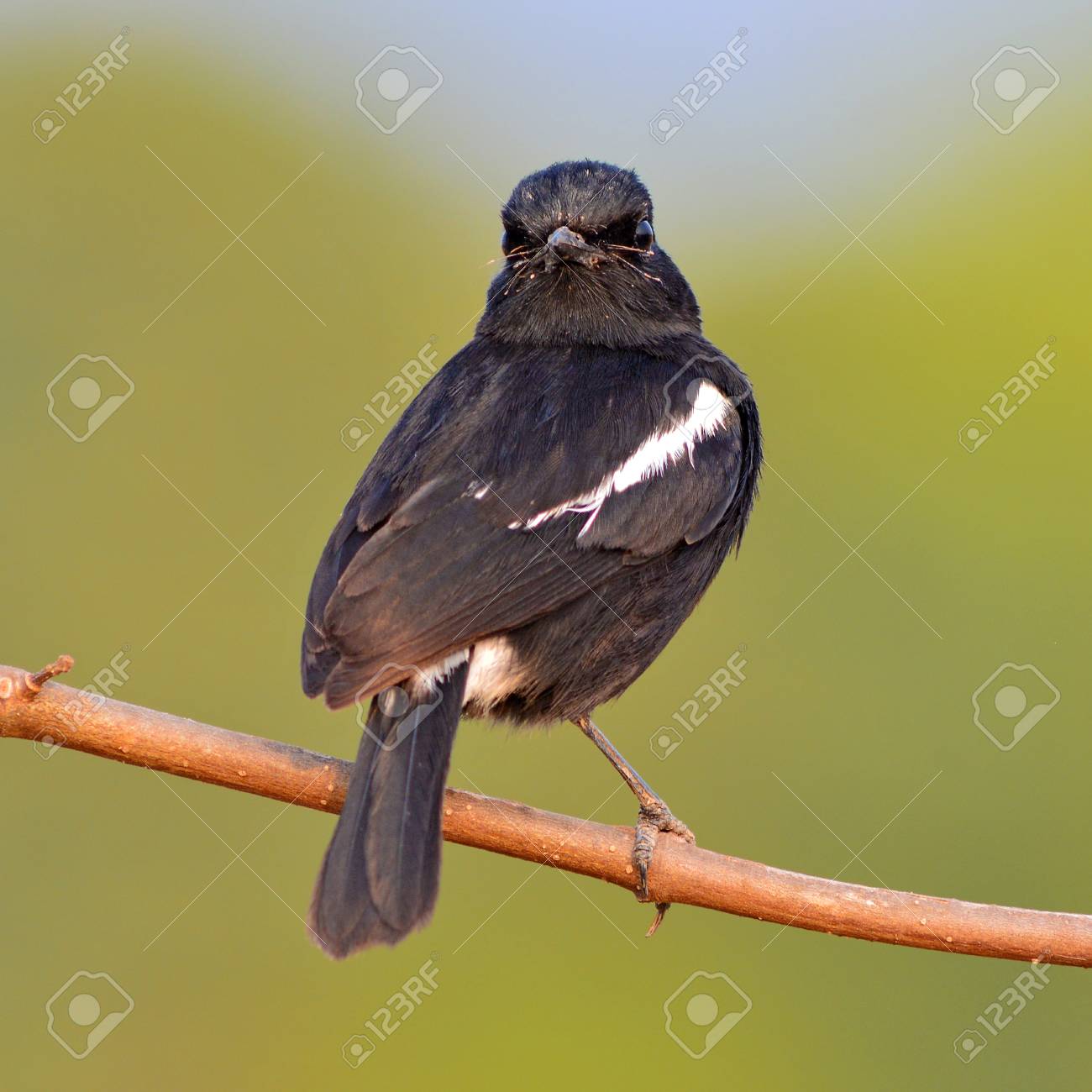 Black Bird A Male Pied Bushchat Saxicola Caprata Stock Photo Picture And Royalty Free Image Image