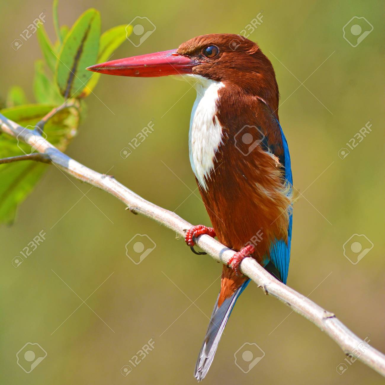 Bel Oiseau Martin Pêcheur à Gorge Blanche Halcyon Smyrnensis Se Percher Sur Une Branche