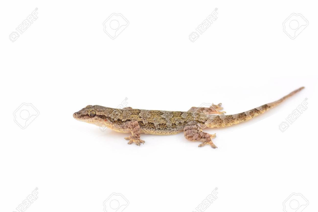 Gemeinsame Haus Gecko Eidechse Isoliert Auf Weissem Hintergrund