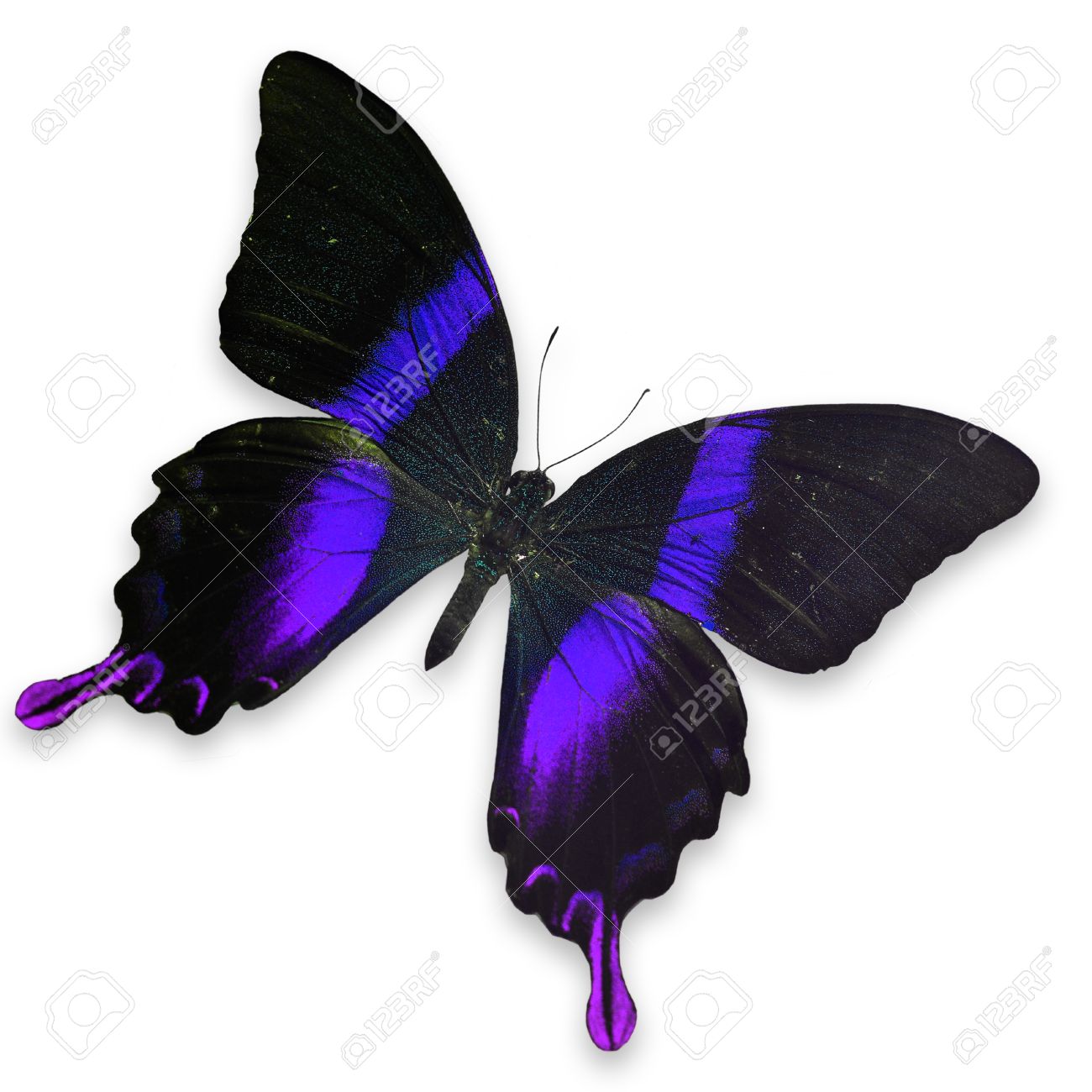 Beautiful Black And Purple Butterfly Isolated On White Background Stock Photo Picture And Royalty Free Image Image 27525488