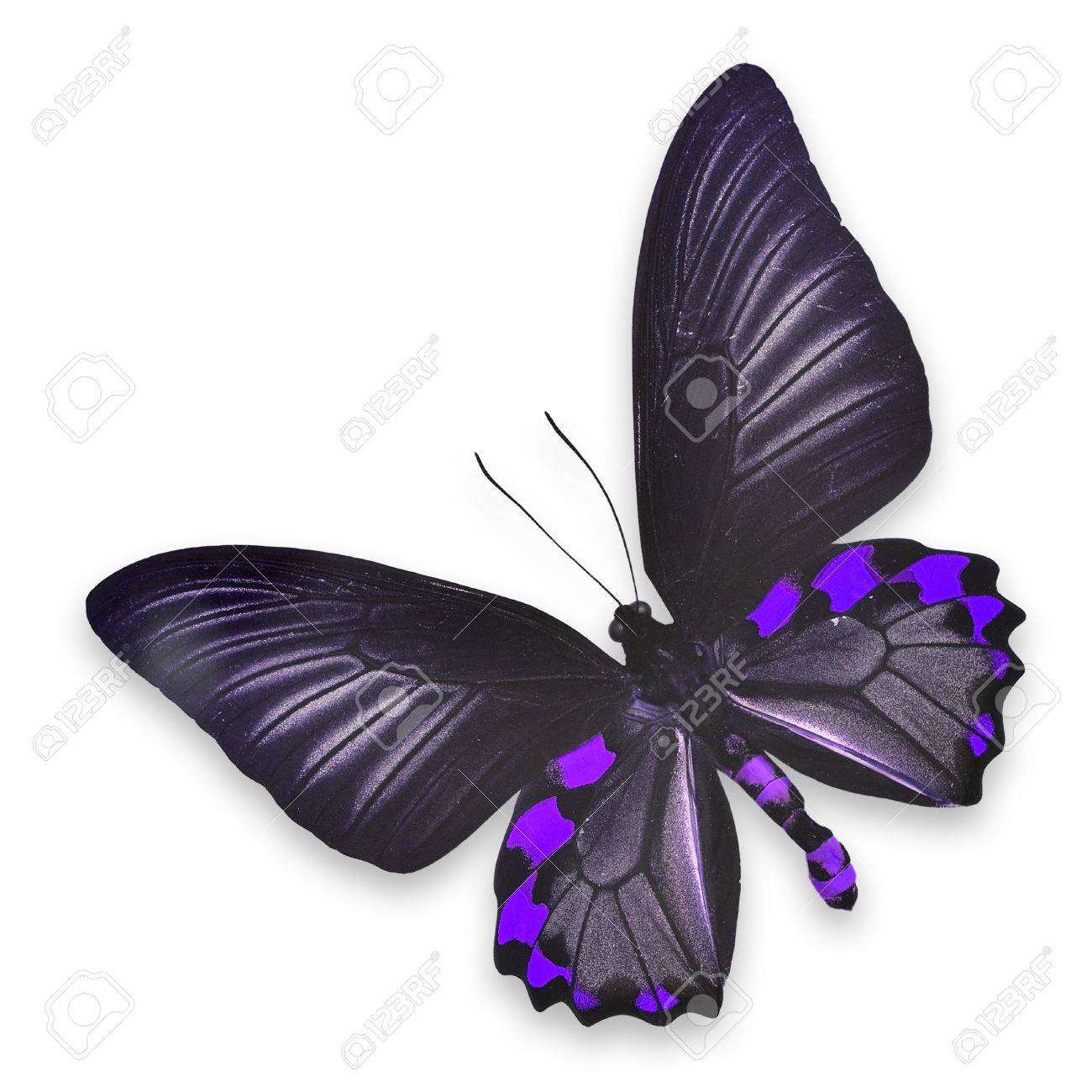 白い背景に分離されて美しい黒と紫の蝶 の写真素材 画像素材 Image