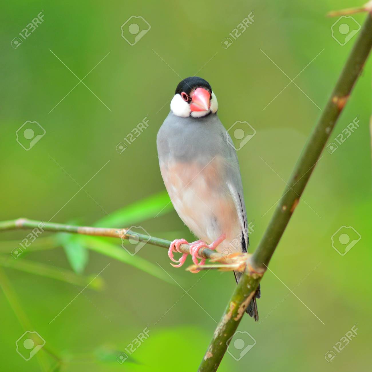 etiam-dictum-ipsum-a-felis