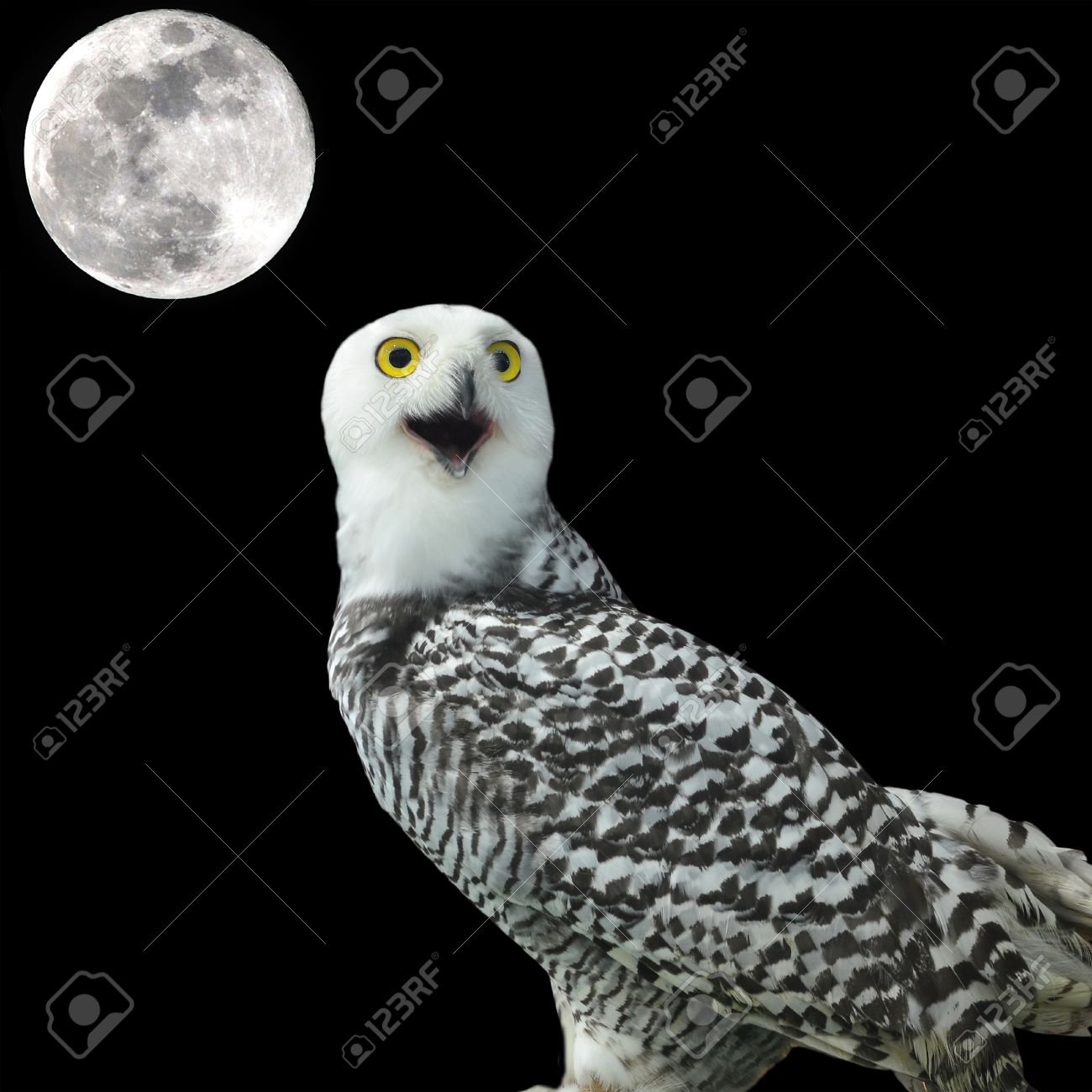 フクロウと月の夜雪します。の写真素材・画像素材 Image 32926486