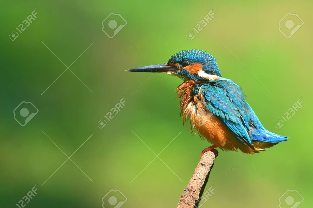 Un Bel Oiseau Martin Pêcheur Mâle De Martin Pêcheur Damérique Alcedo Athis Assis Sur Une Branche Profil Latéral