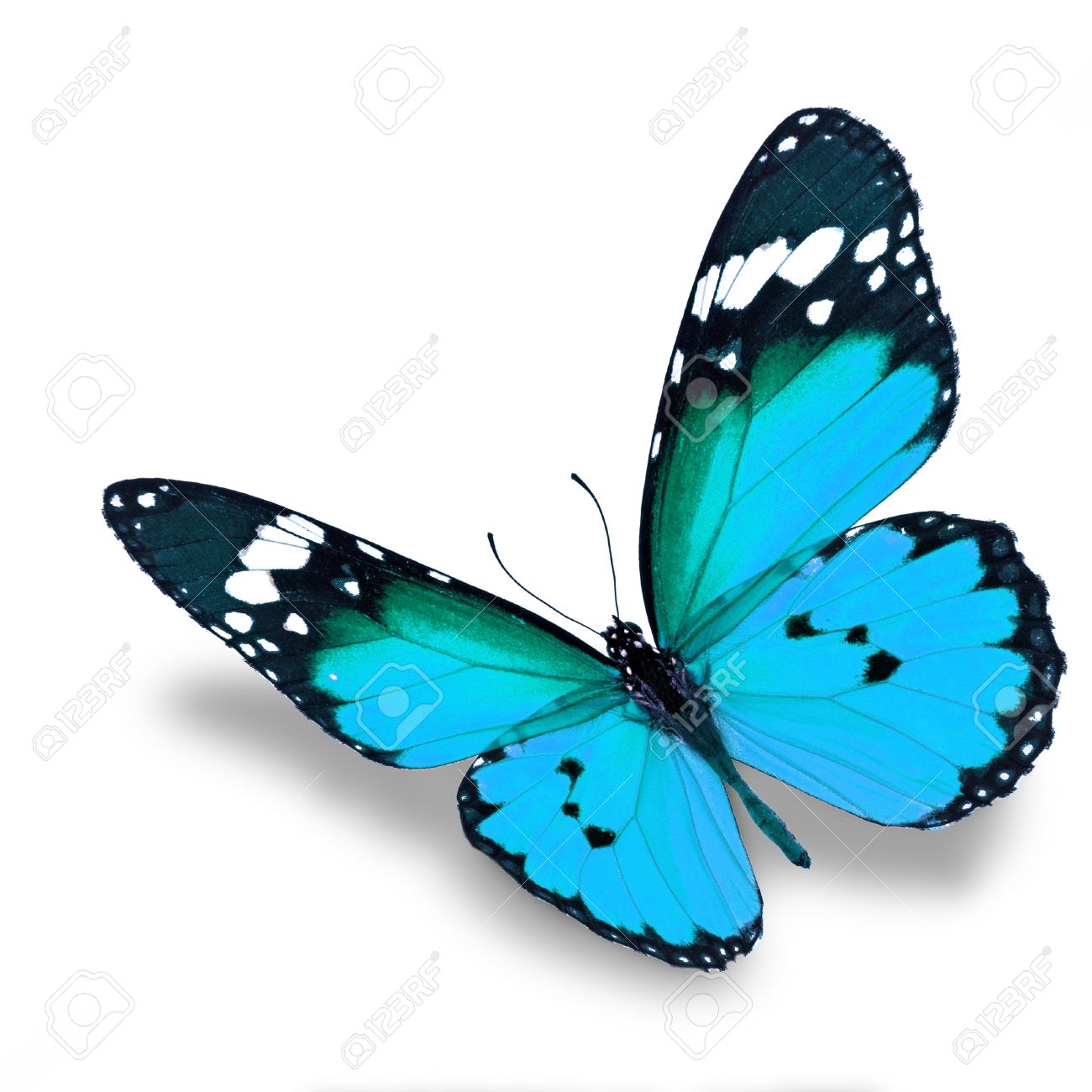 33943823-beautiful-blue-butterfly-flying-isolated-on-white-background.jpg